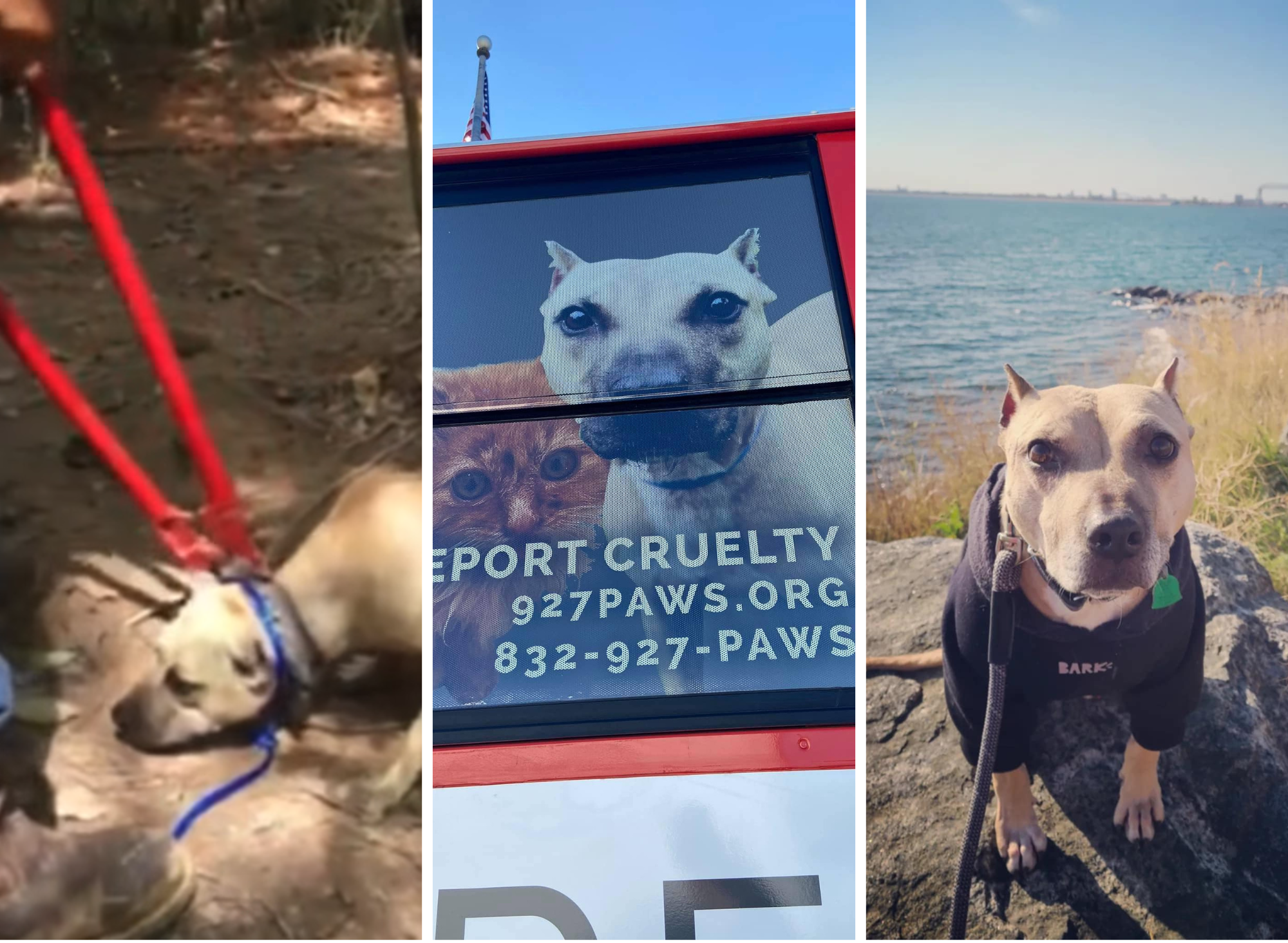 Dogs Do Not Tie Themselves to Trees