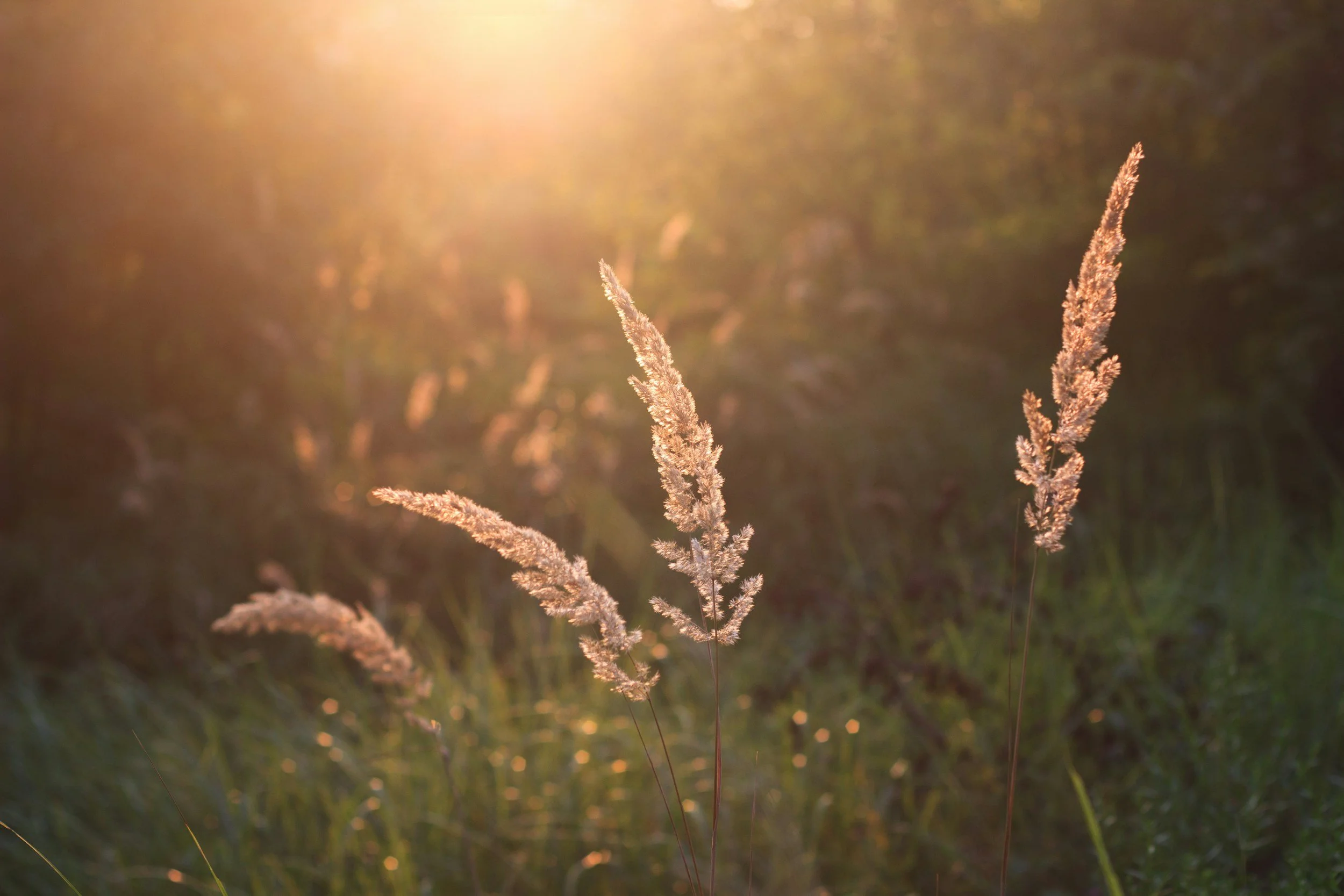 Close-up of tall grass head with feathery seed plumes illuminated by warm sunlight in a natural outdoor setting.