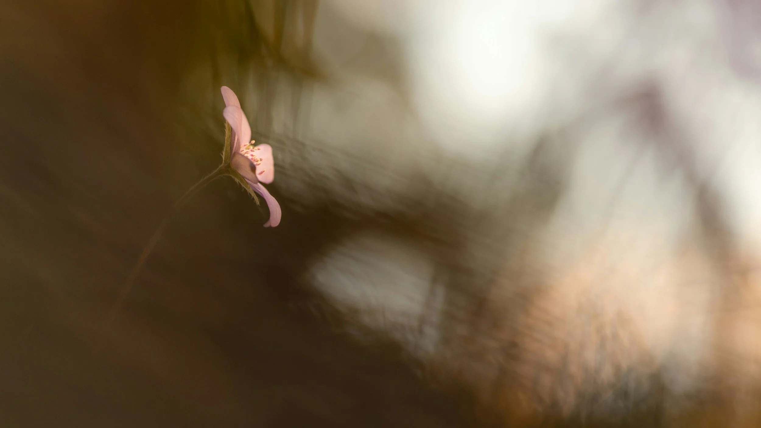 Close-up of a pink flower with blurred background and soft lighting.