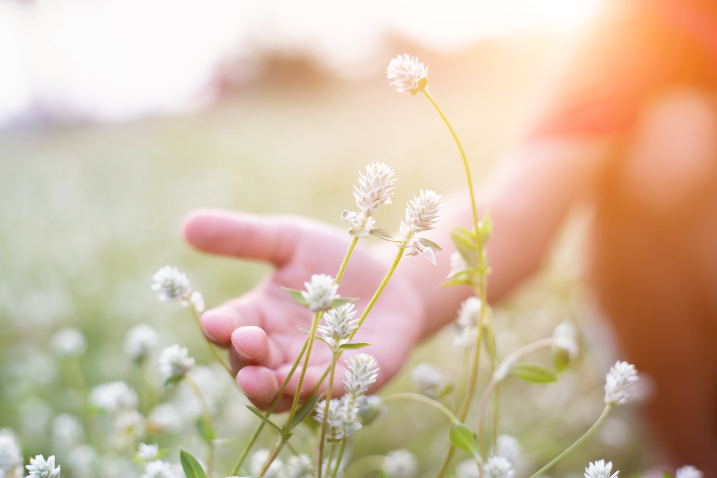 Close-up of a person's hand touching white flower buds outdoors with soft warm sunlight.