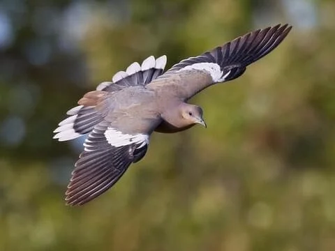 A Cuckoo of Hope