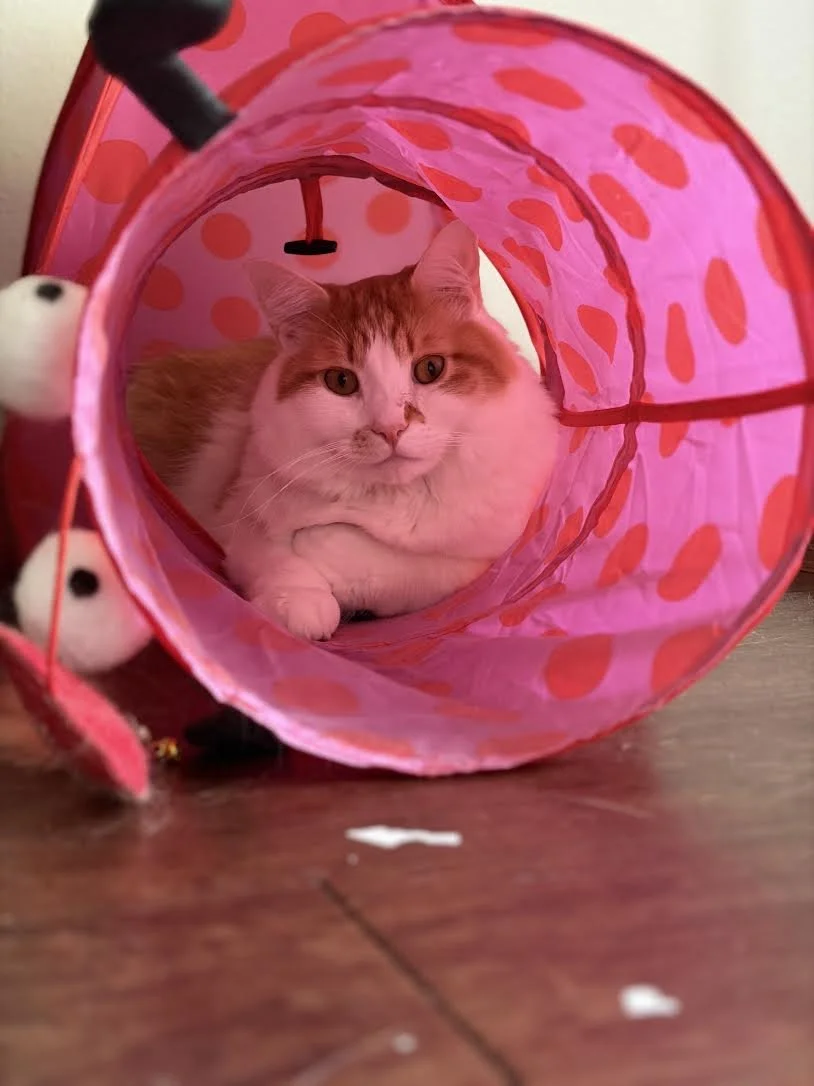 G.jpg