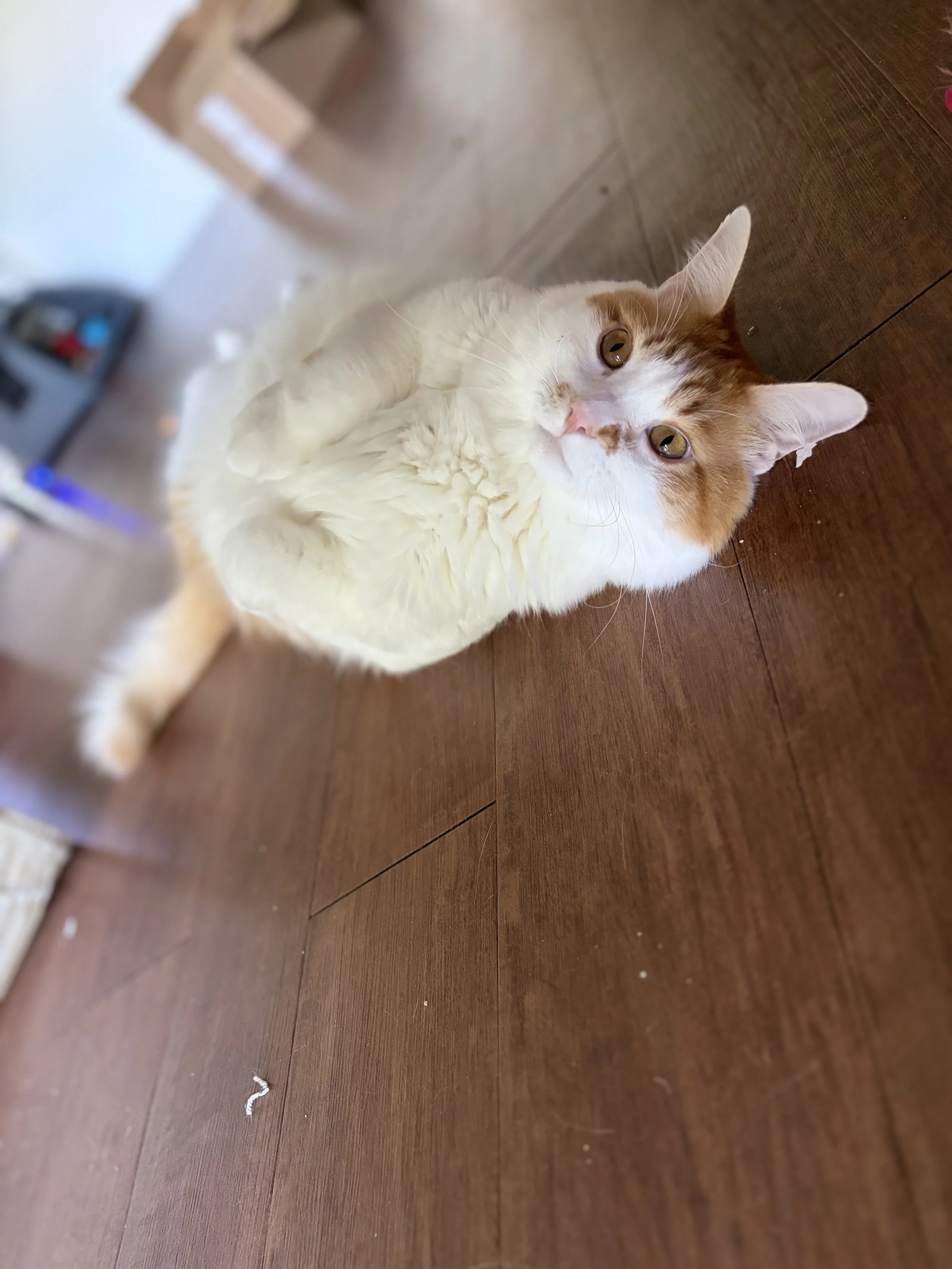 IMG_0814.jpeg
