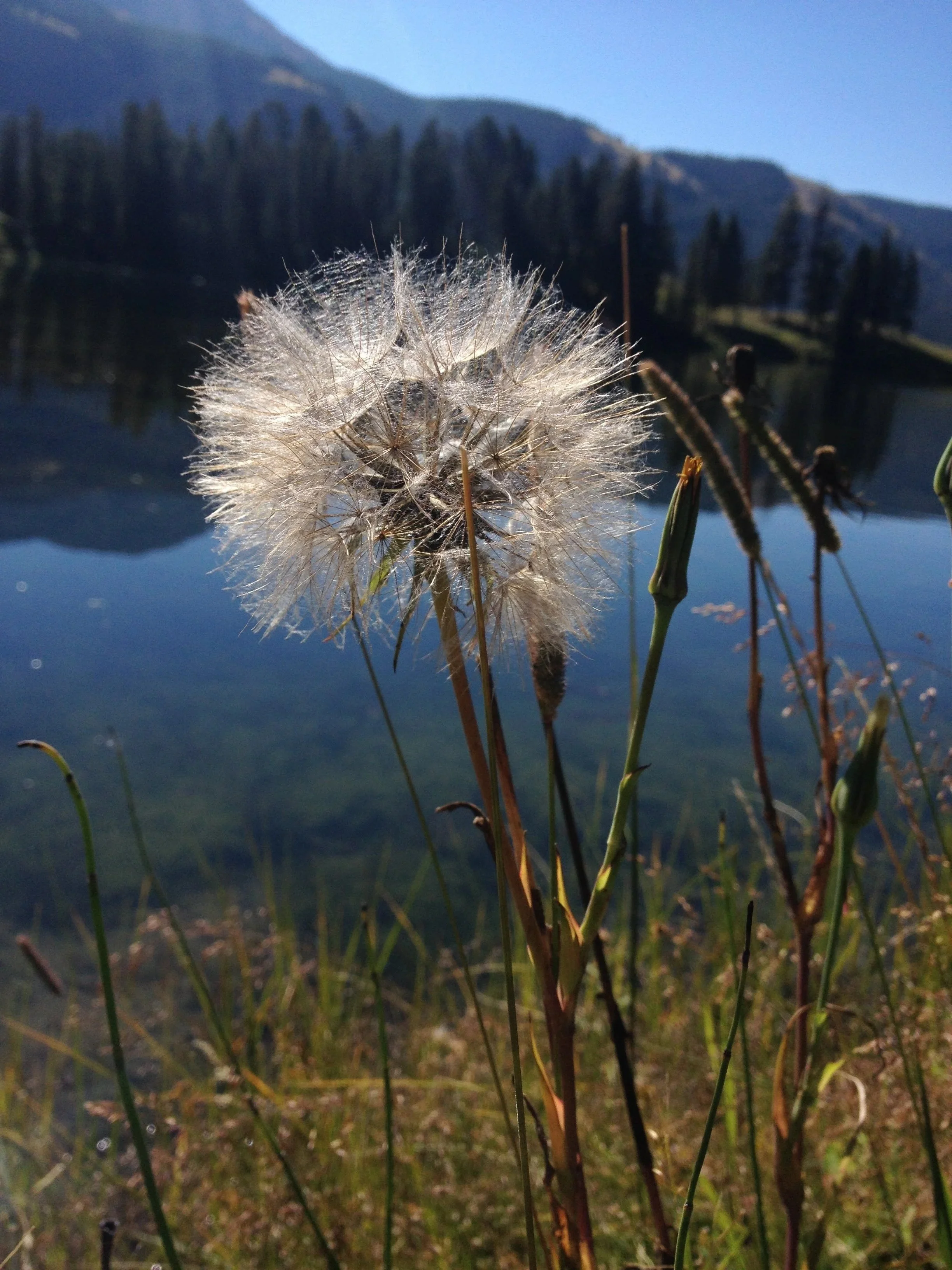 Dandelion seed head caught in the sunlight with mountains and trees in the background.