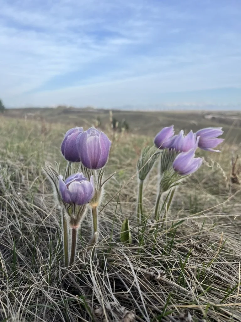 Purple wildflowers growing in a grassy field with a clear sky and distant mountains in the background.