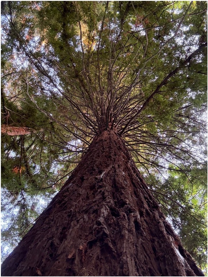 Looking up at a tall tree with a thick trunk and branches extending outward with green leaves.
