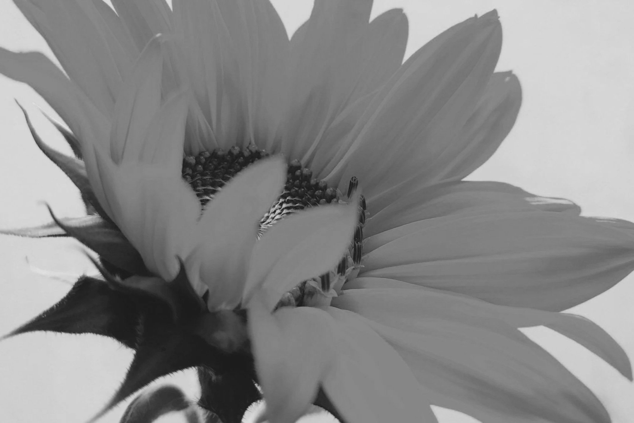 Sunflower Disappointment