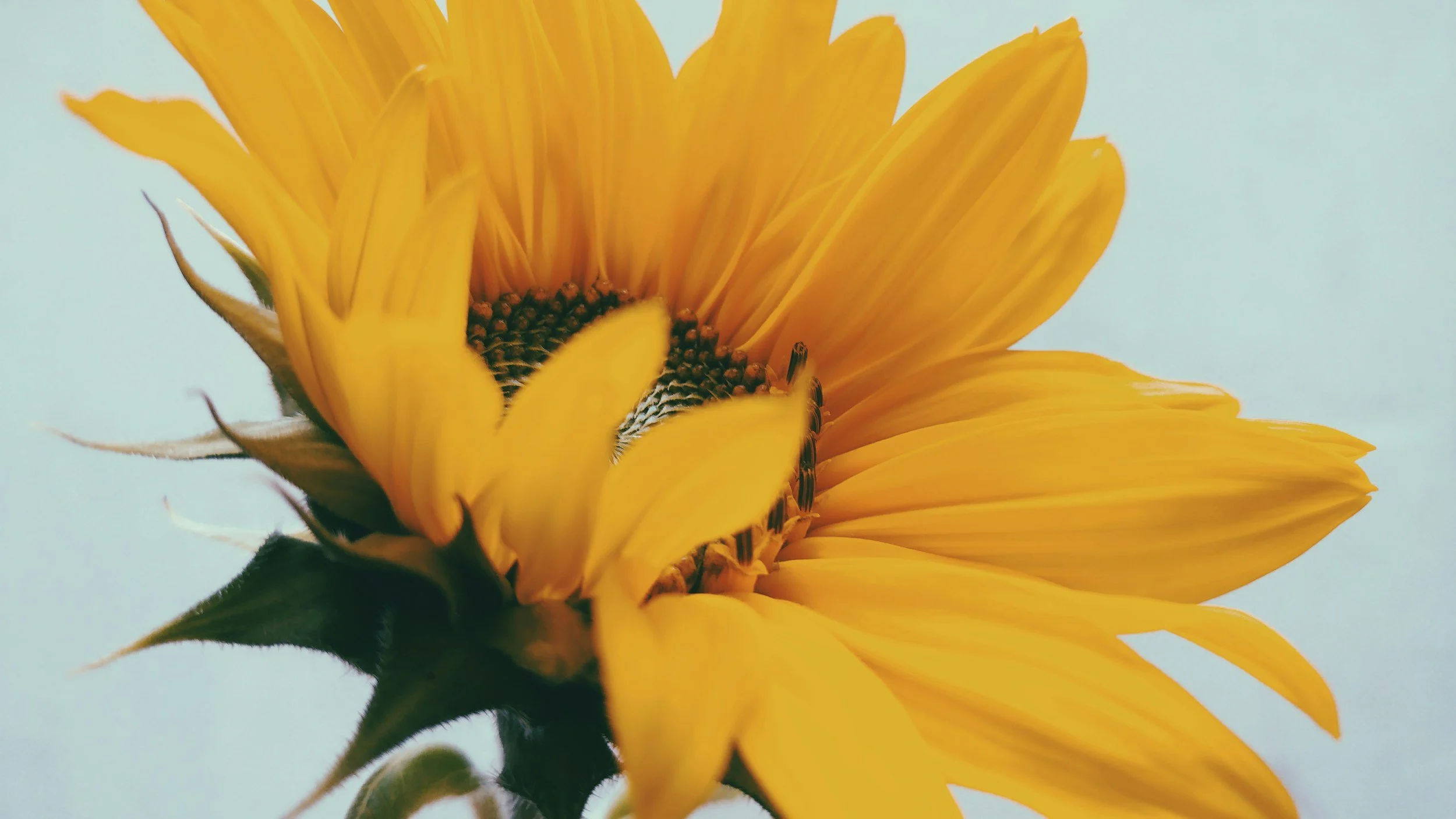 Sunflower Disappointment