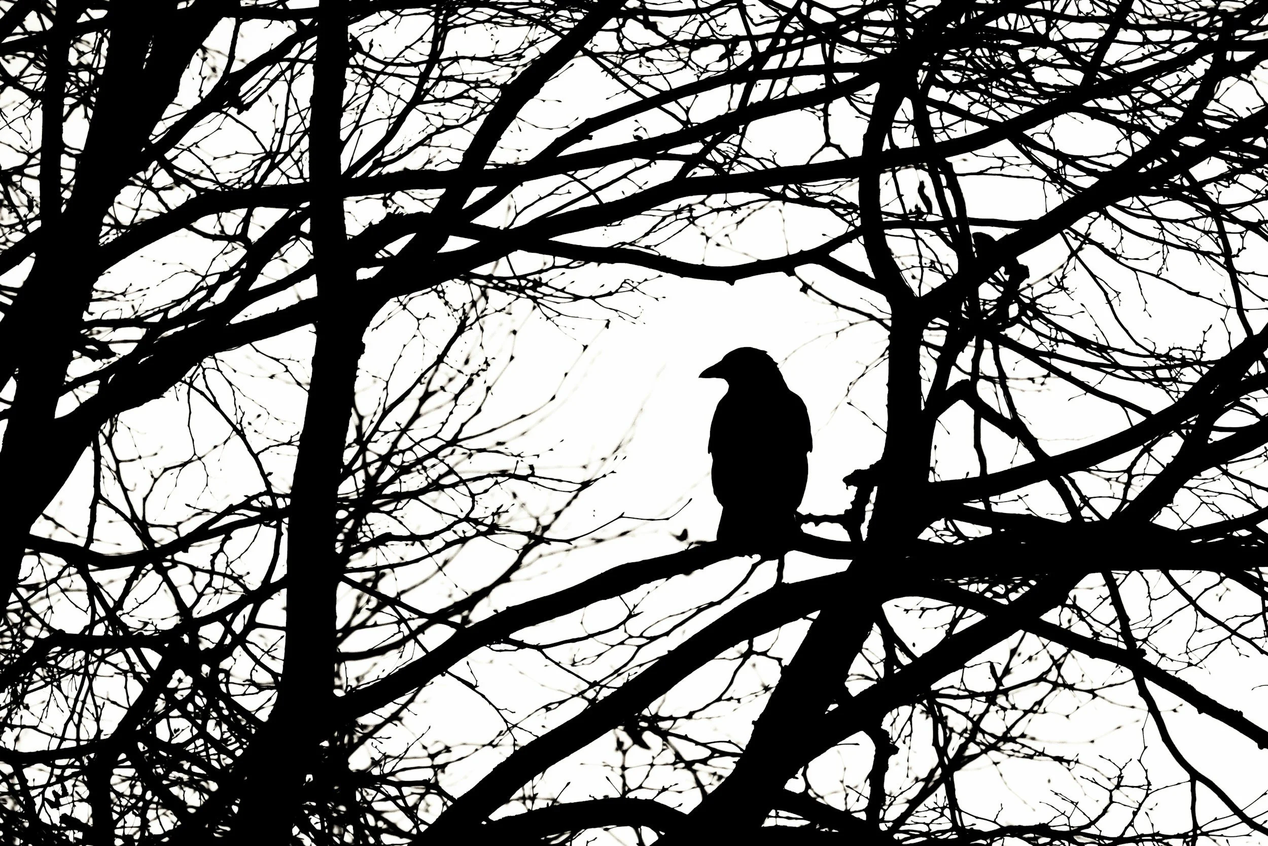 Ravens
