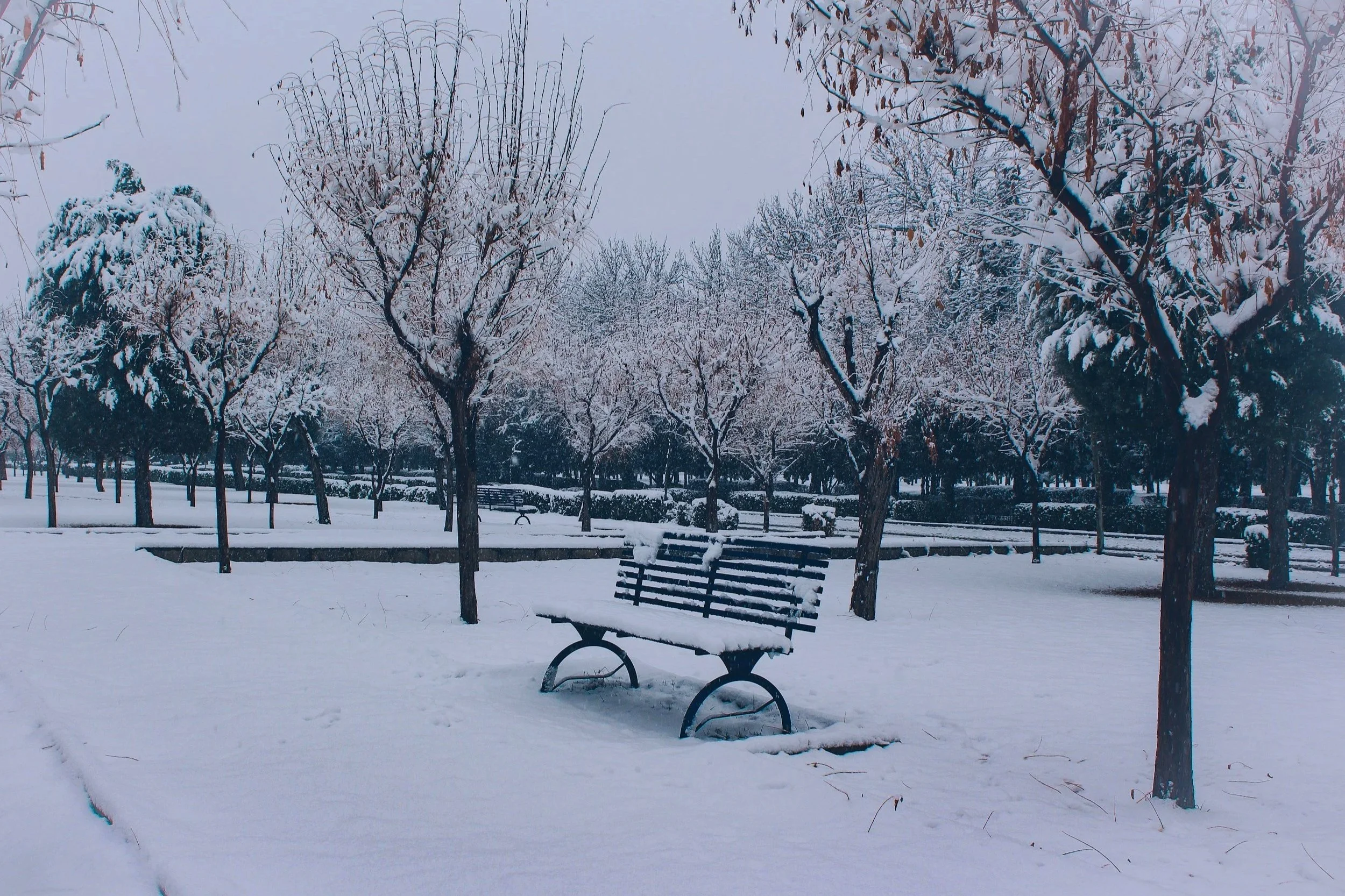 a photo of a snowy park bench with trees all around