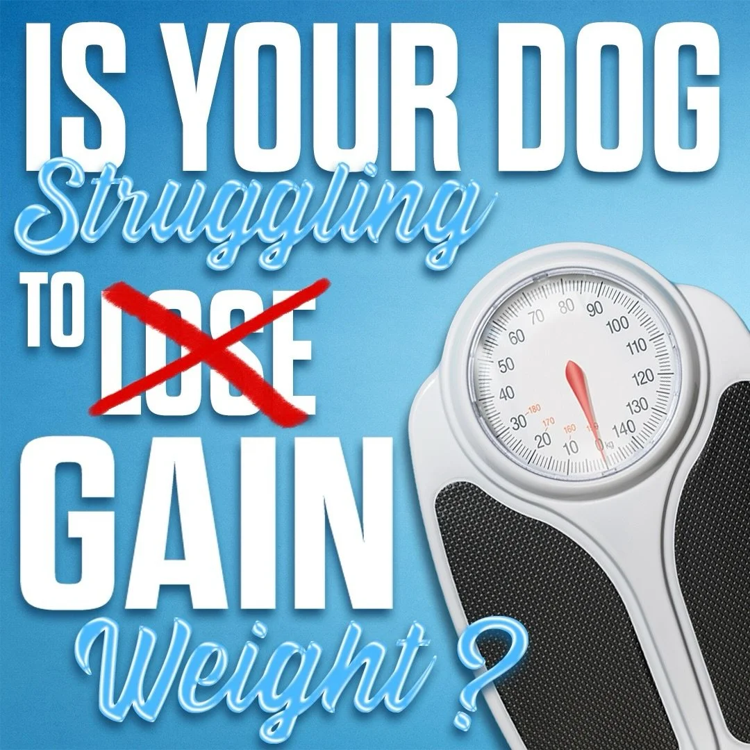 Some dogs burn through calories faster than they can keep them on. 🐕

Whether you have a hard keeper, a highly active dog, a working dog, or one recovering from weight loss, Inukshuk Professional Dog Food offers calorie-dense formulas designed to he