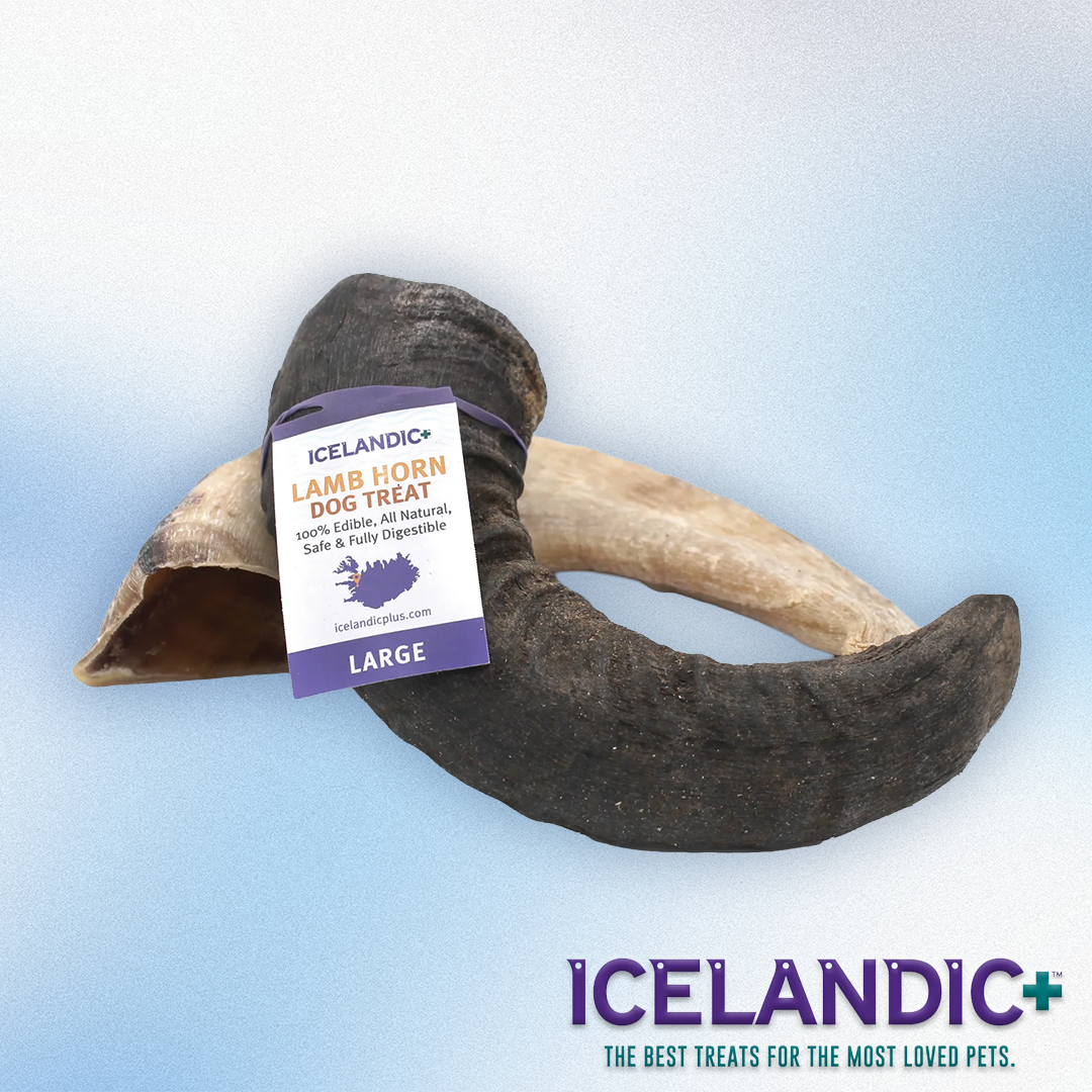 Icelandic+ - Lamb Horn Dog Treat Large