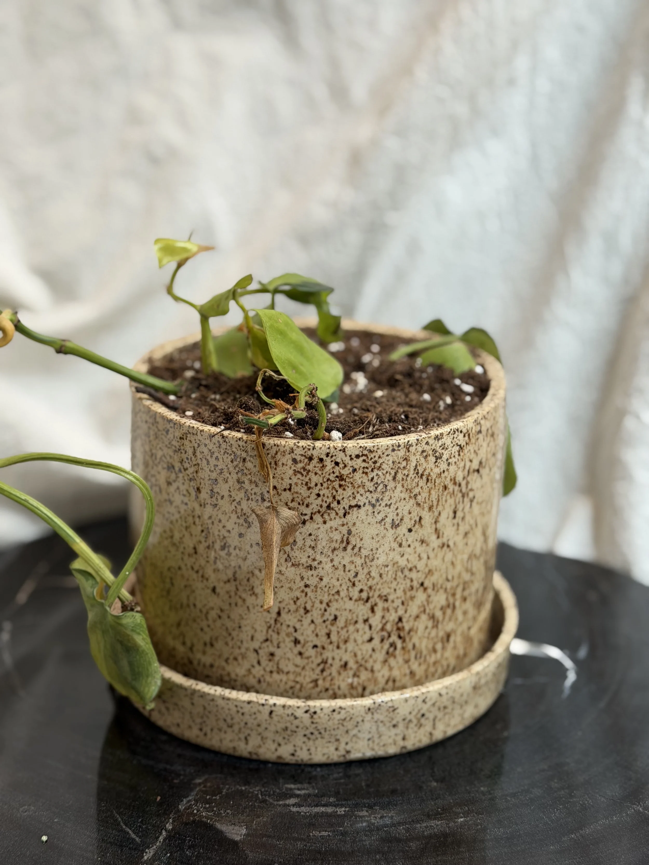 Medium Planter