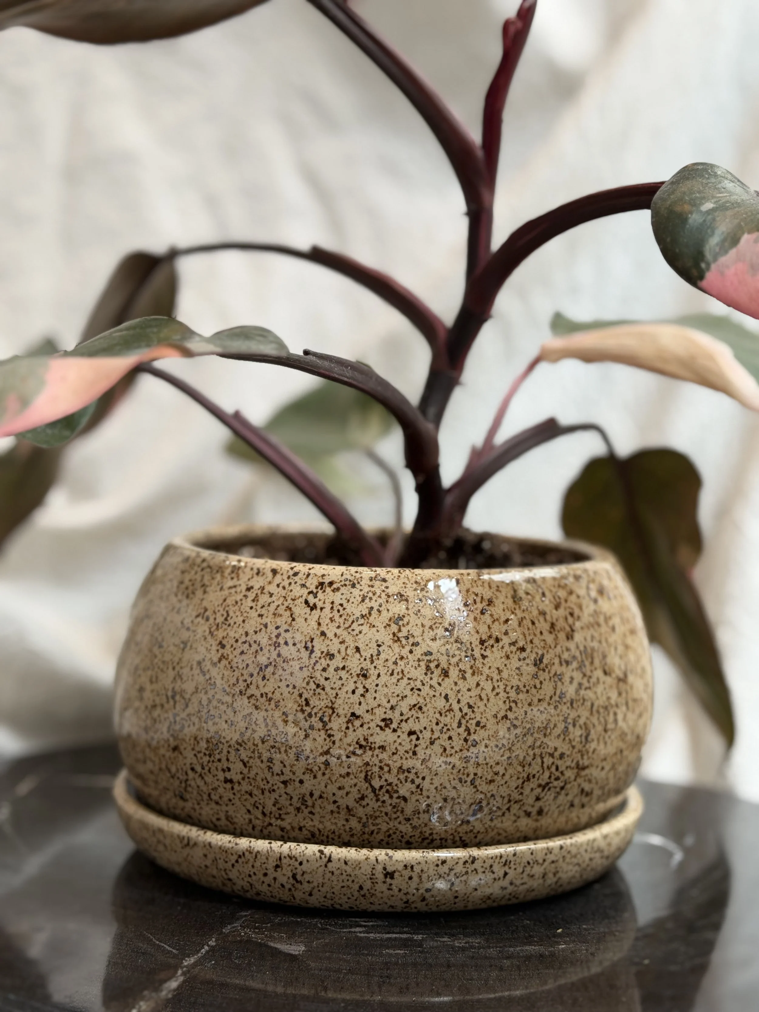 lgplant1