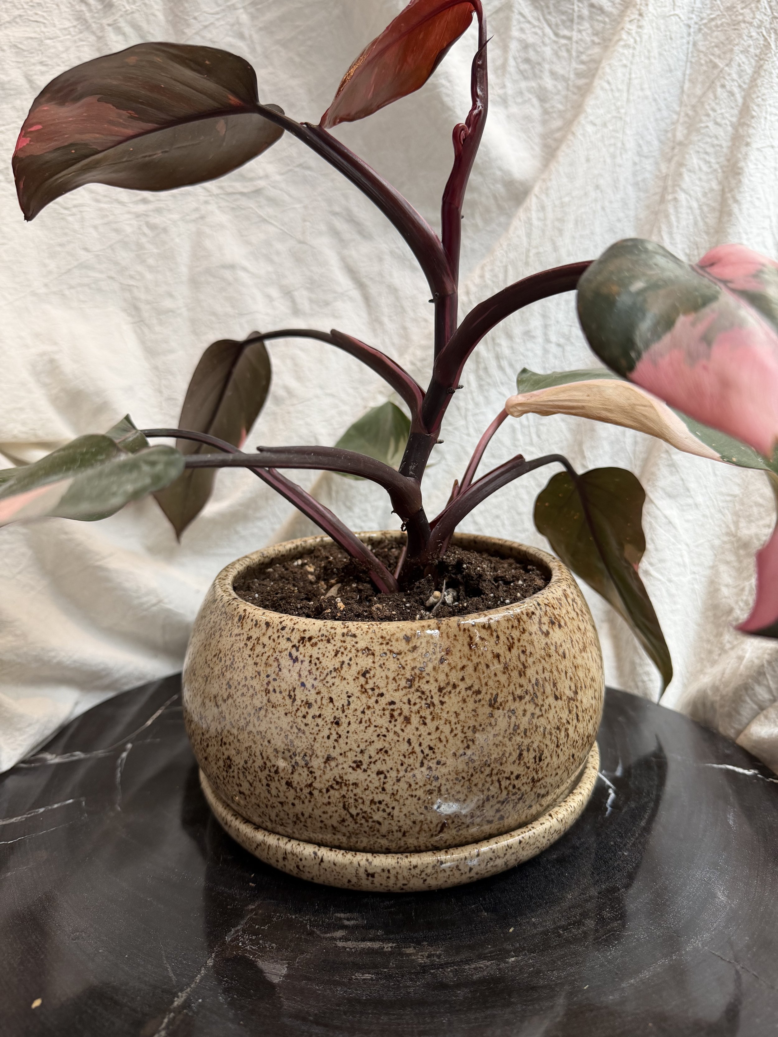 Large Planter