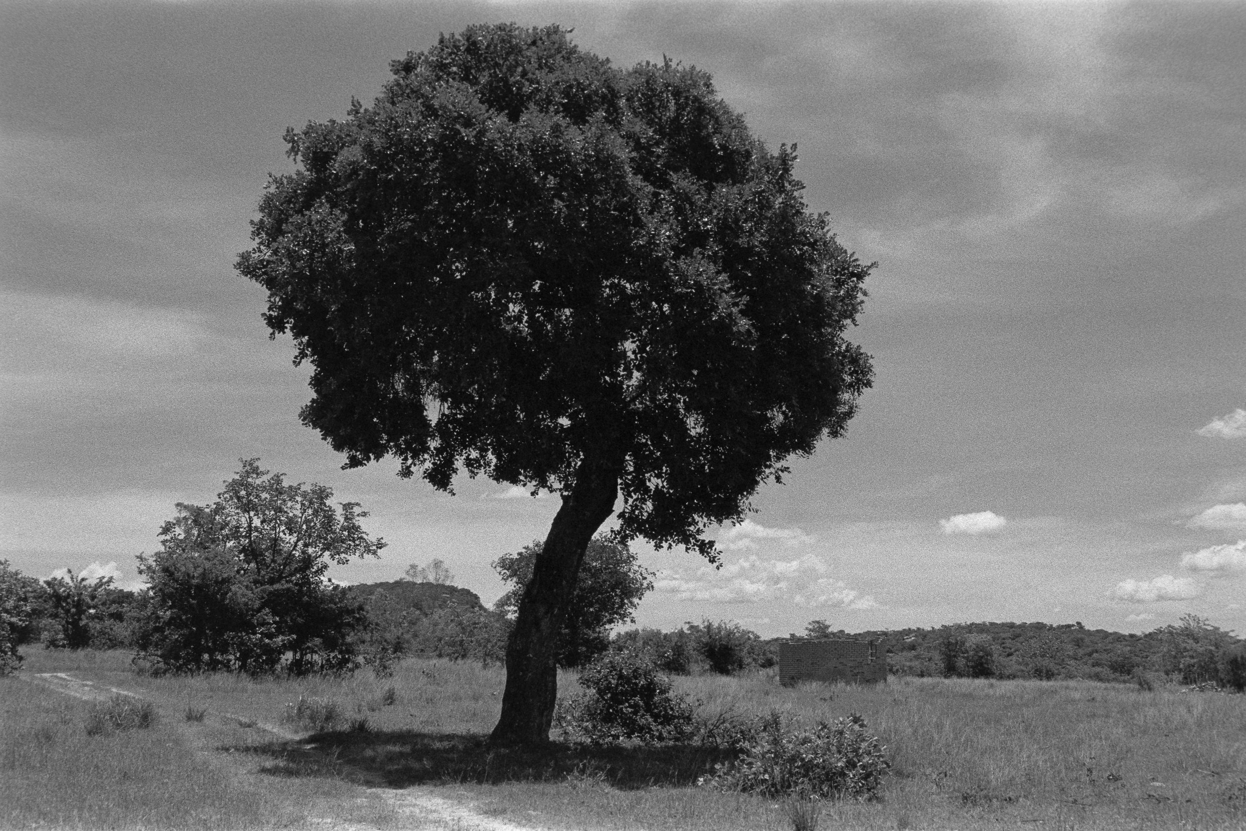 A black and white photo of a single, large, leafy tree in an open field with a dirt path curving around it. In the background, there are smaller trees, some low bushes, and a distant hill under a partly cloudy sky.