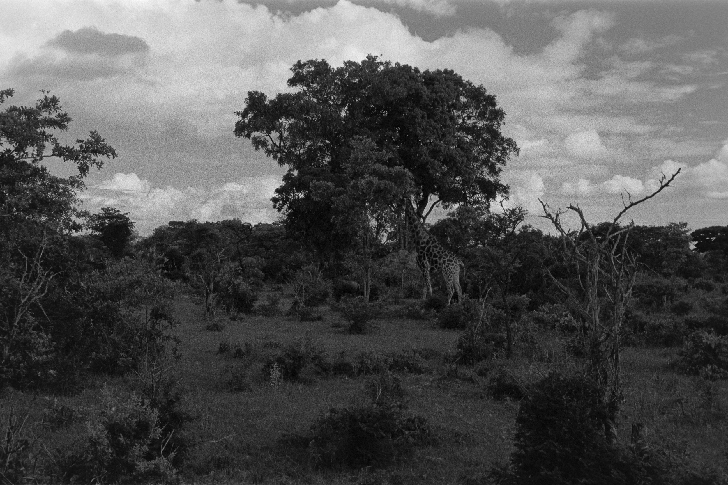 A black and white photograph of a savannah landscape with a giraffe near a large tree, surrounded by smaller trees and bushes, under a partly cloudy sky.