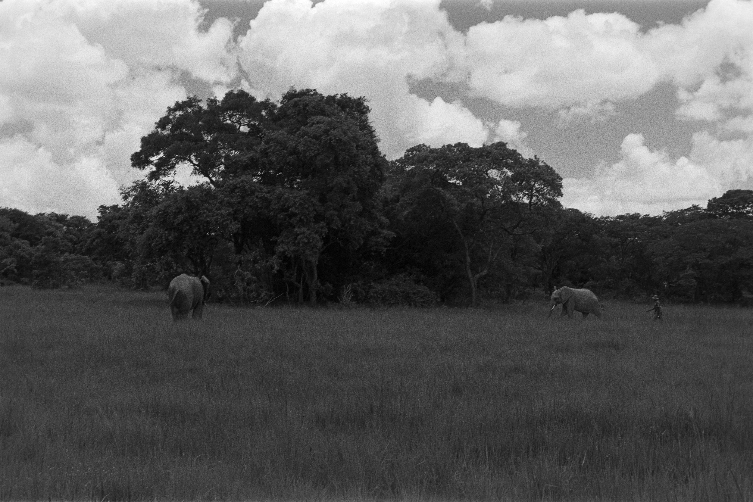Elephants in a grassy field near trees with a person walking nearby under cloudy sky.