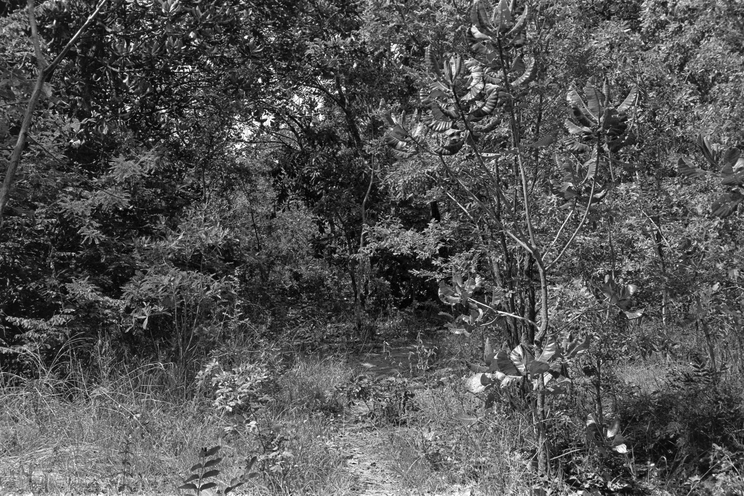Black and white photo of a narrow dirt trail surrounded by dense trees and foliage.