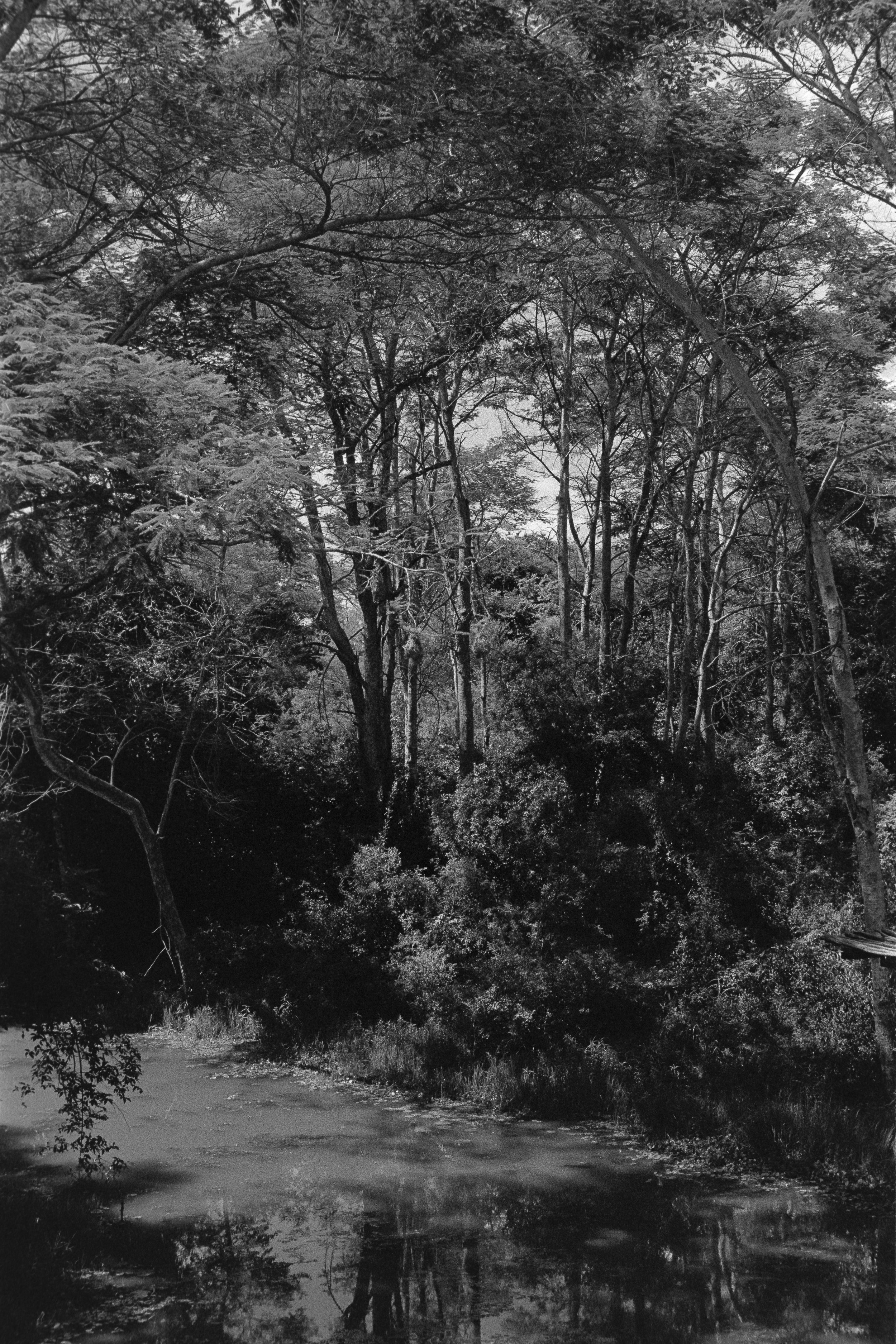A black and white photo of a dense wooded forest with tall trees and a small pond or stream at the bottom, reflecting some of the trees.