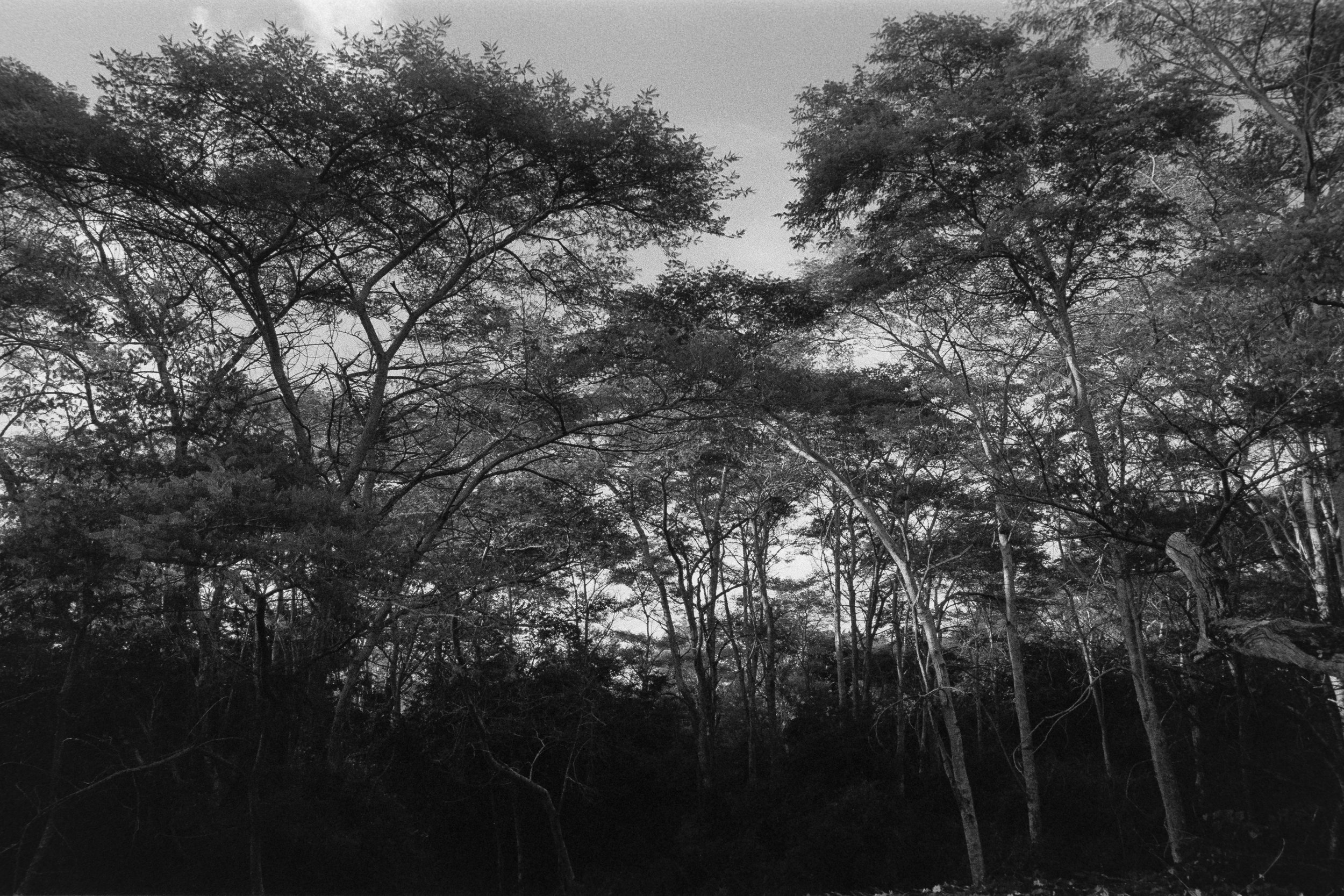 Black and white photo of a dense forest with tall, thin trees and a cloudy sky.