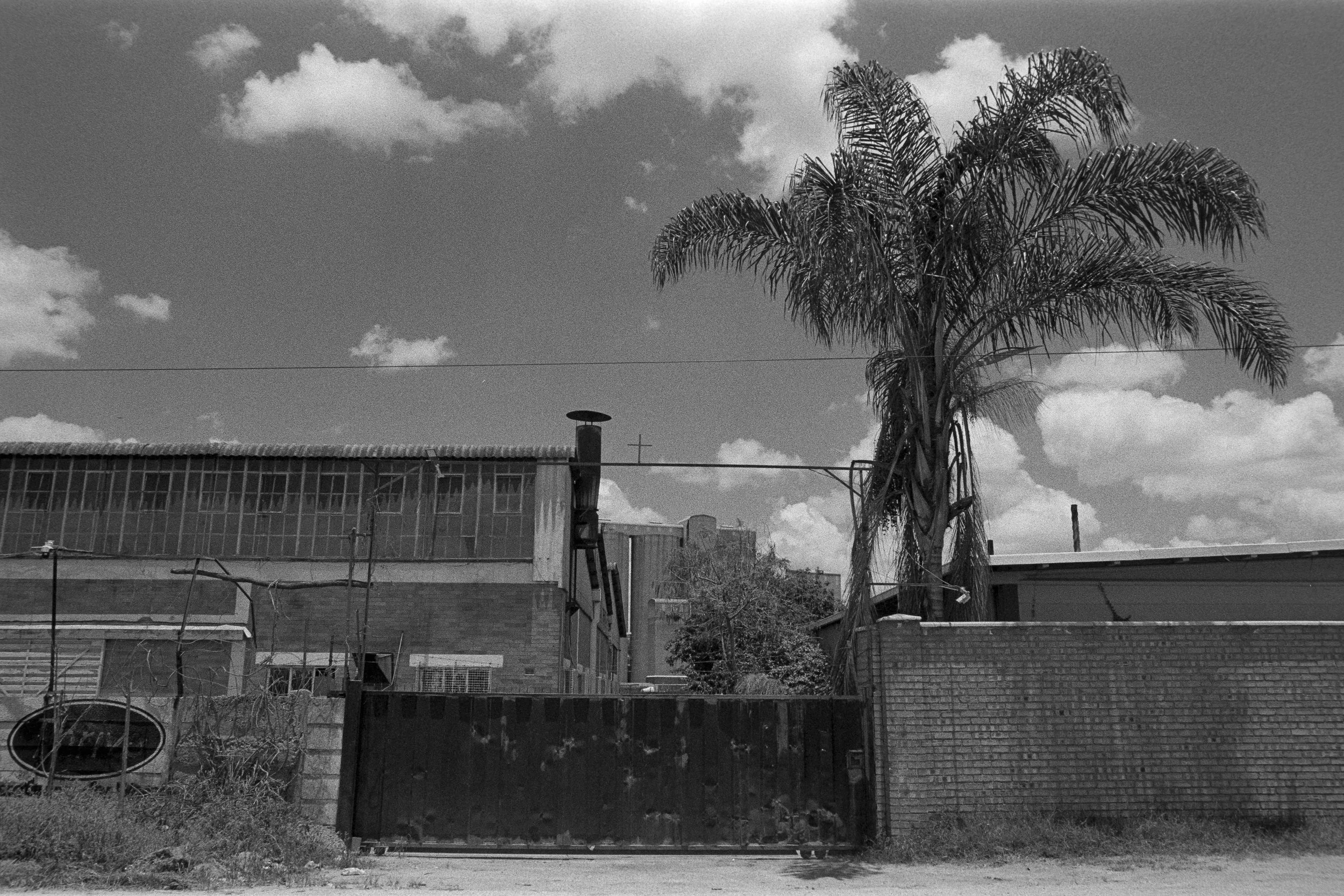 A black-and-white photo of an urban scene with a large palm tree in front of brick and metal buildings, a tall chimney, cloudy sky, and power lines.