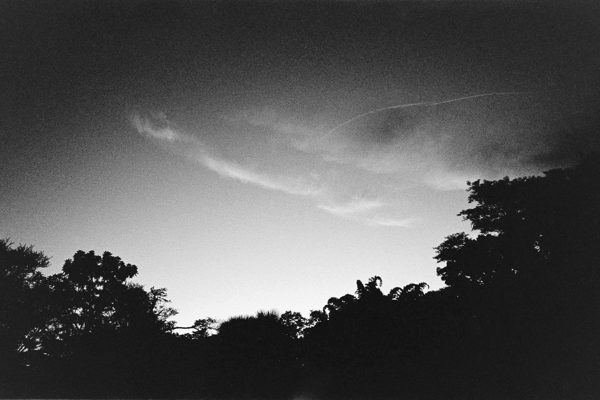 Black and white photograph of silhouetted trees against a sky with clouds and a faint jet trail.