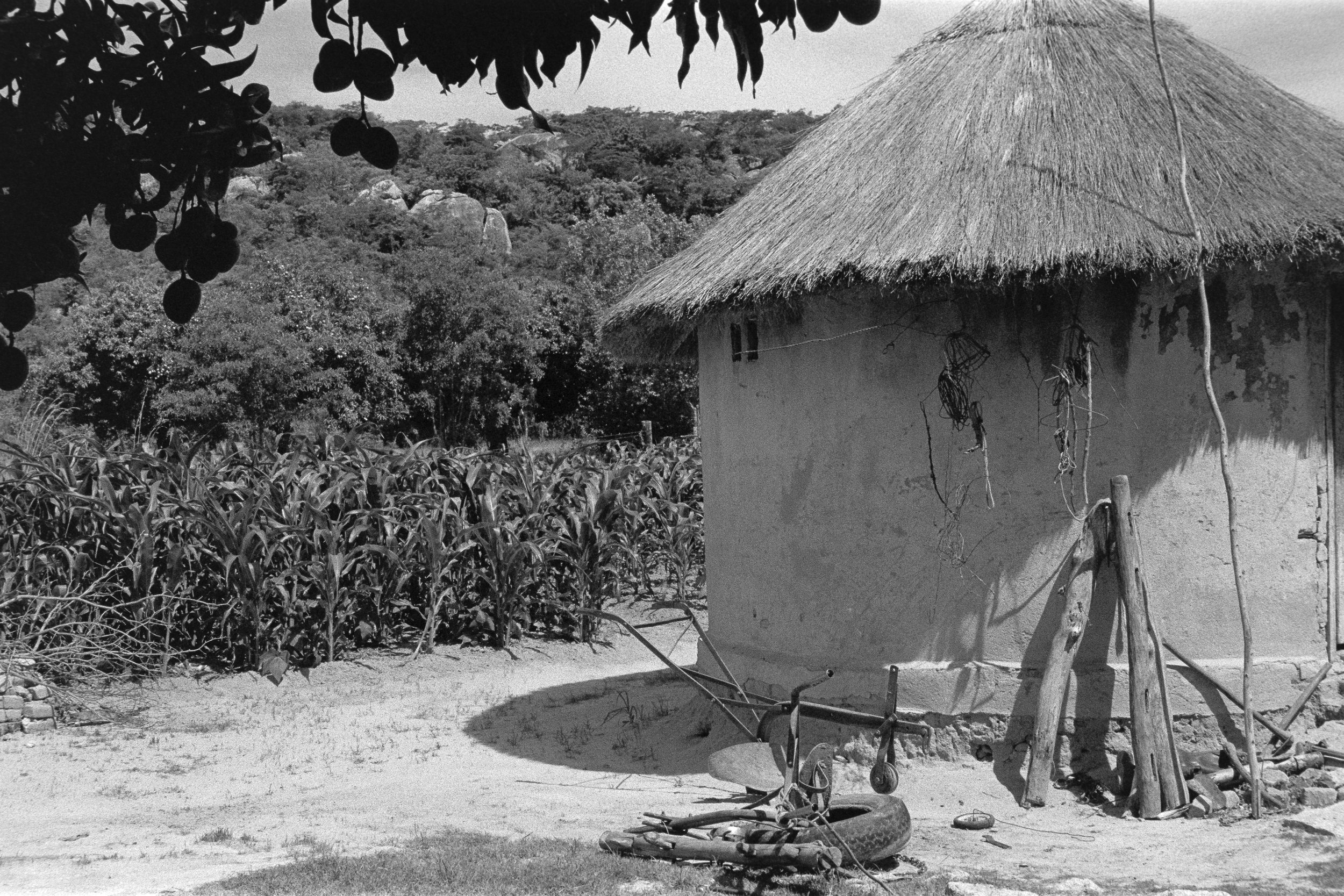 Black and white photo of a rural scene with a thatched roof hut, a cornfield, and trees in the background. A tree branch with hanging fruit is visible in the top left corner, and children's toys and wooden poles are outside the hut.