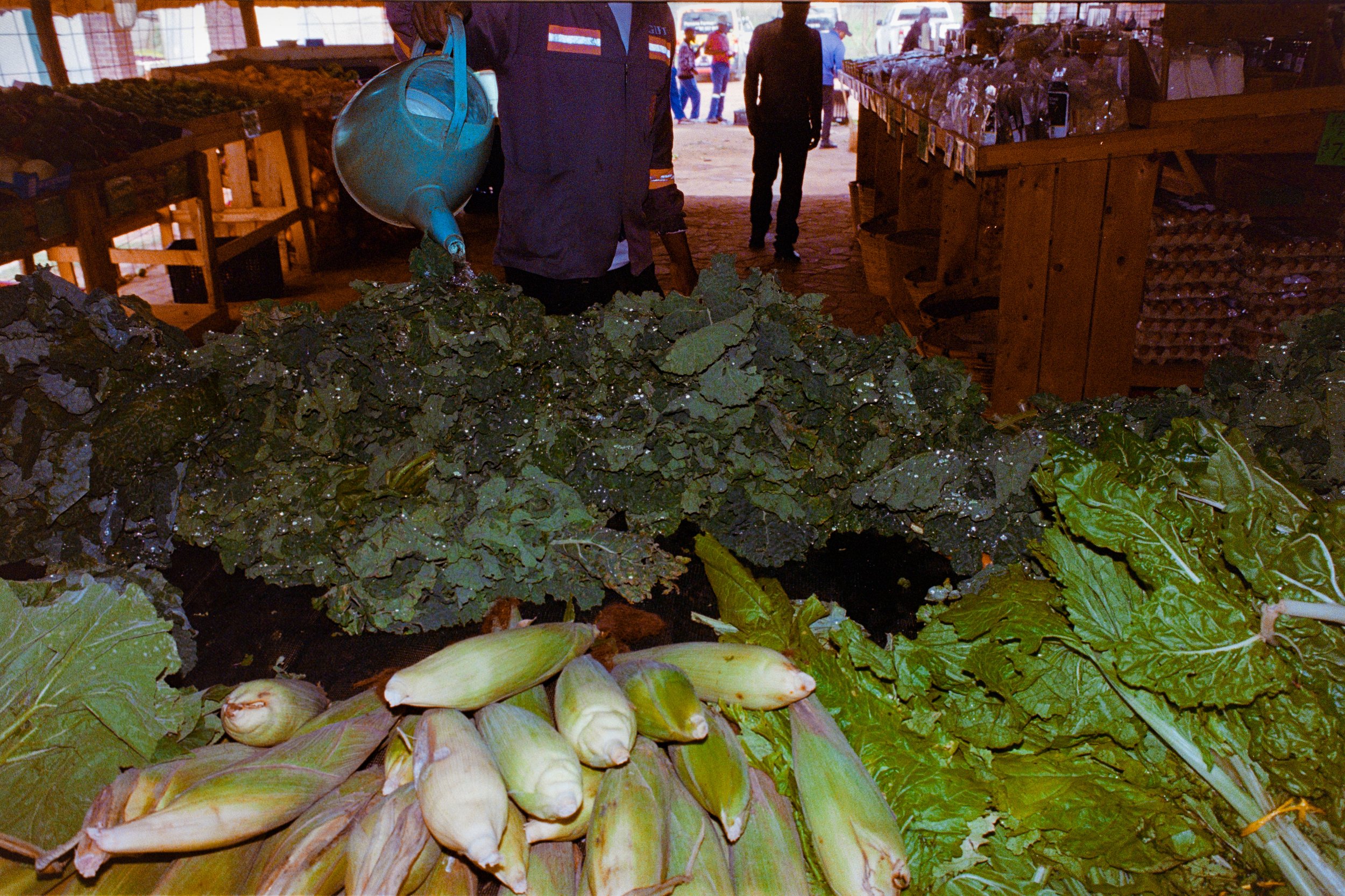 Fresh leafy greens, artichokes, and kale on display at a farmers market. A person is watering the vegetables with a watering can, and other shoppers are visible in the background.