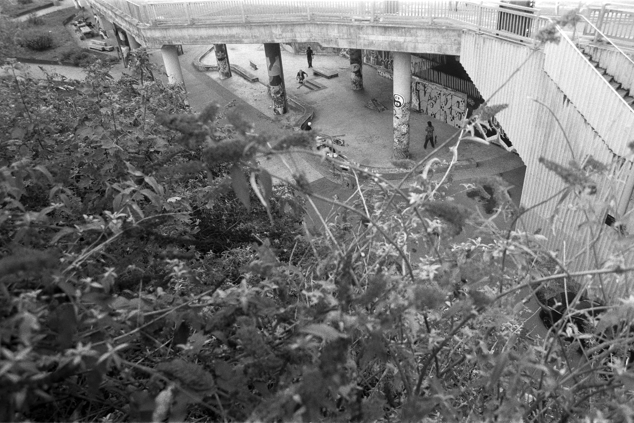 A view of an underpass with graffiti on the columns, featuring a skatepark with ramps and a few people skating, seen through overgrown bushes.