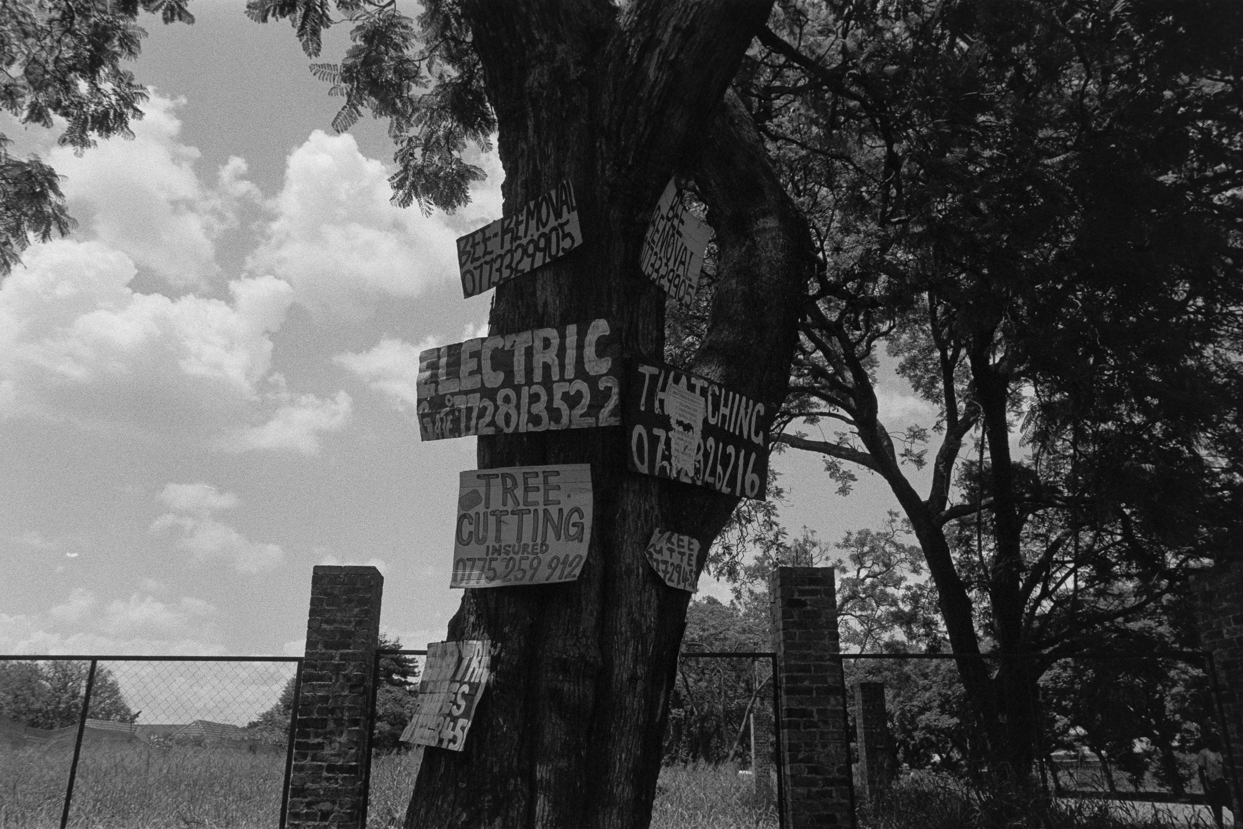 A large tree with multiple signs attached, advertising services like electrical work, tree cutting, and touching up, with contact phone numbers. The background shows a fence, some trees, and a cloudy sky.