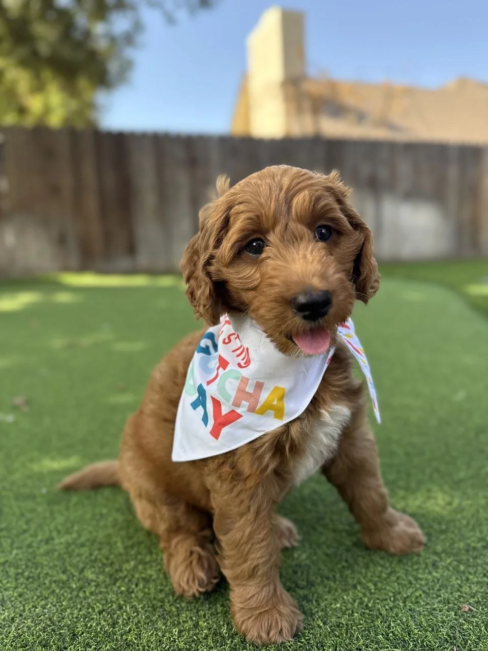 5-Star Backyard Model