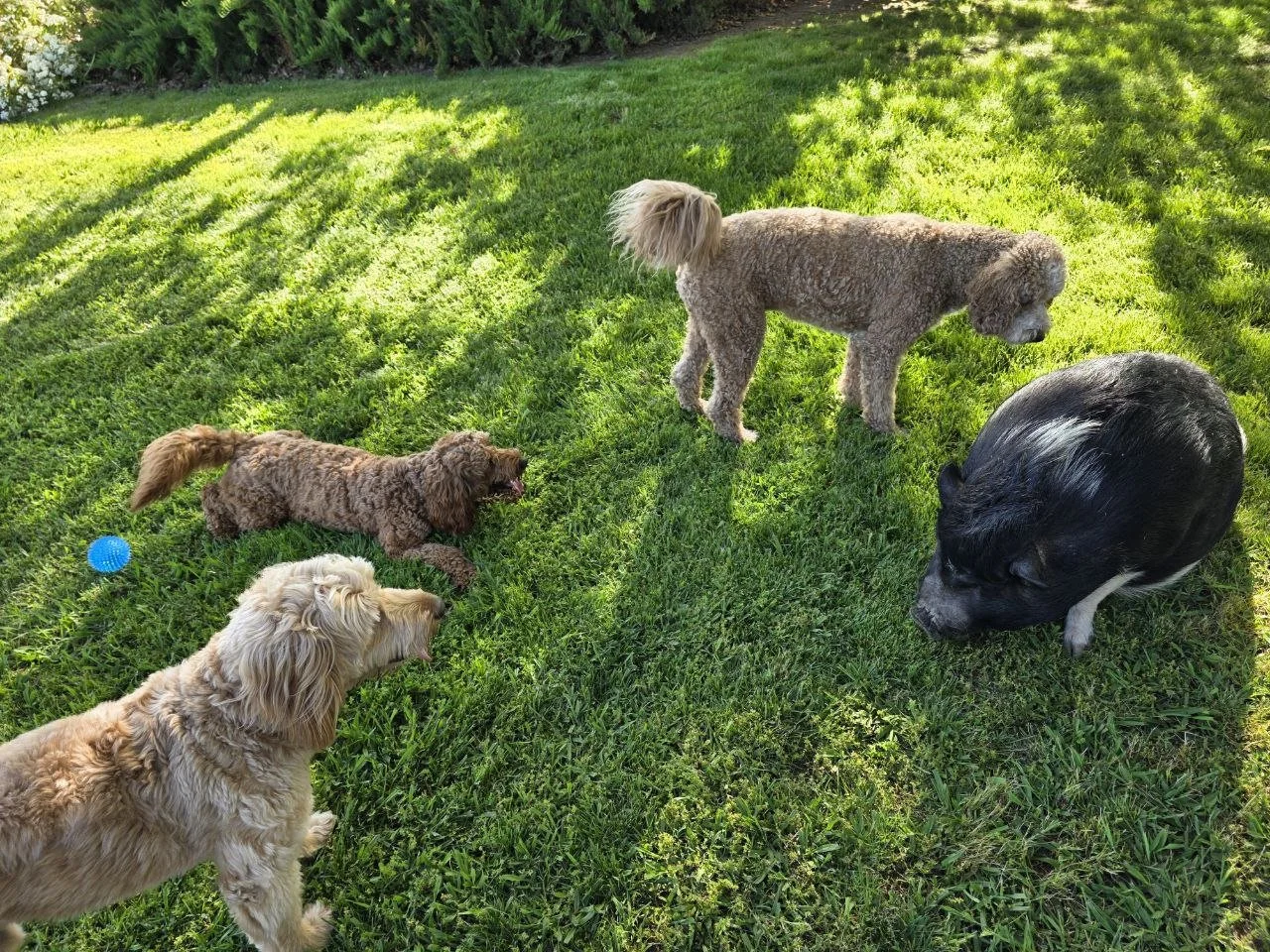 5-Star Backyard Management Team