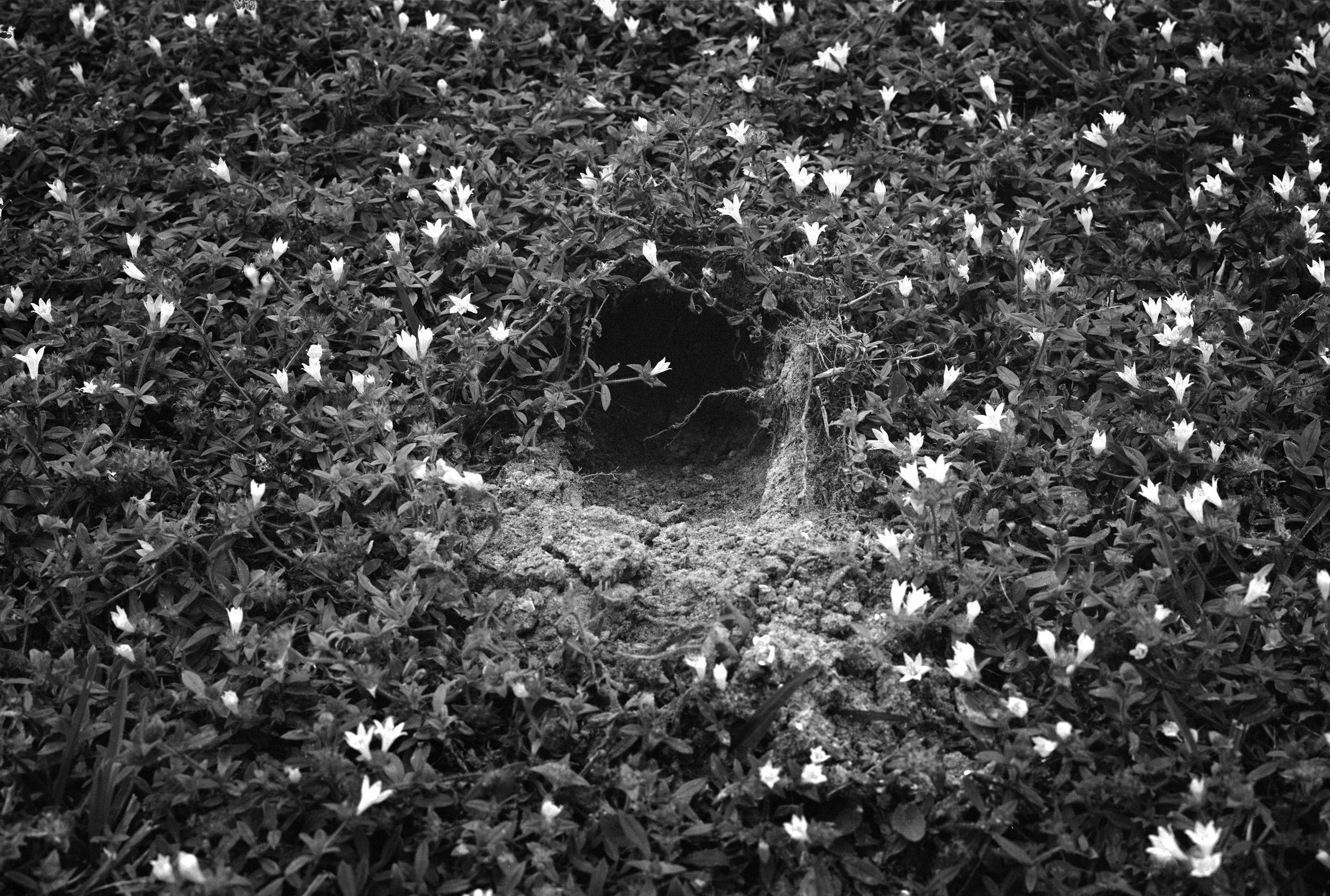 Downtherabbithole (1).jpg