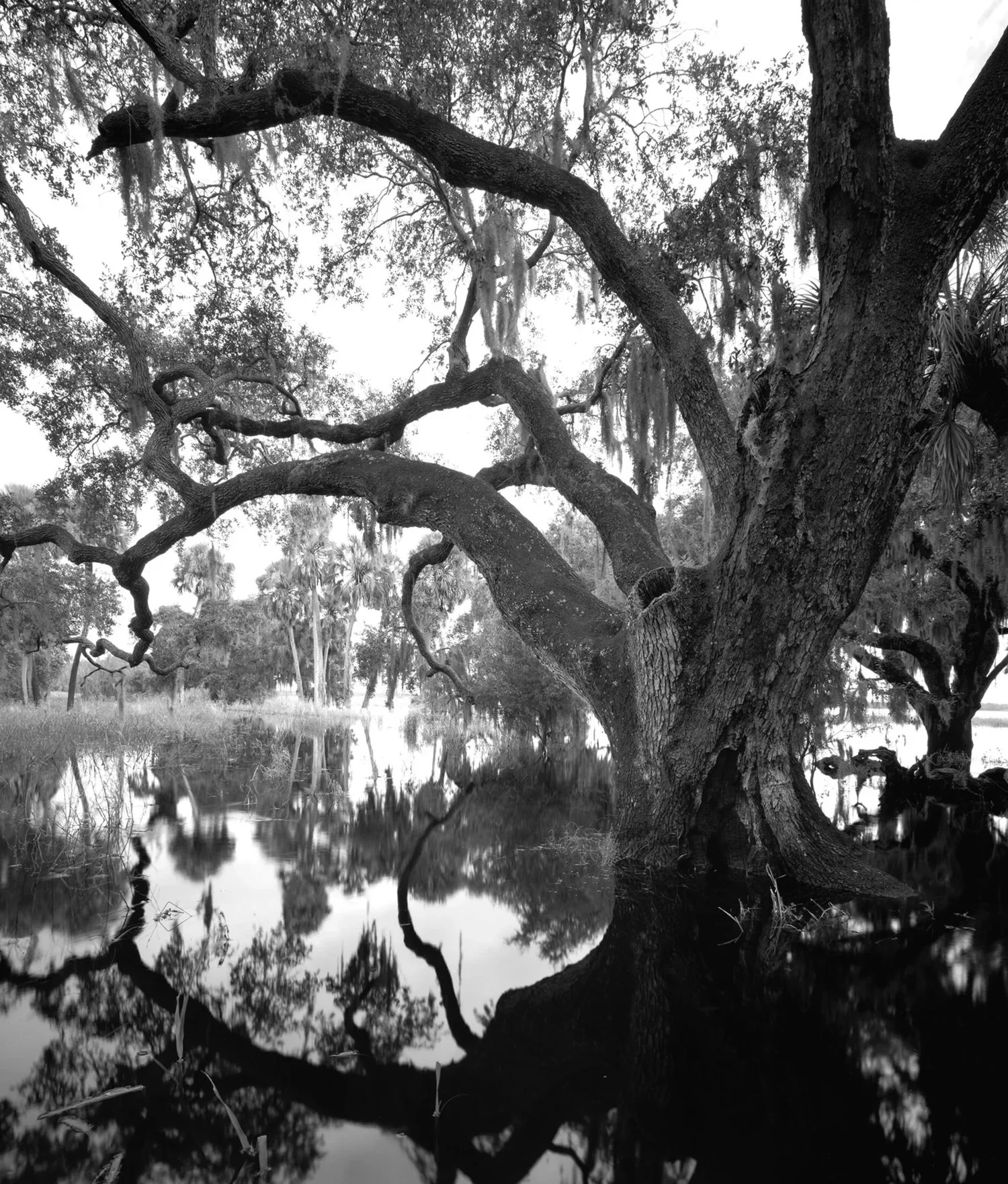 Paul Tilton | Myakka Oak 20