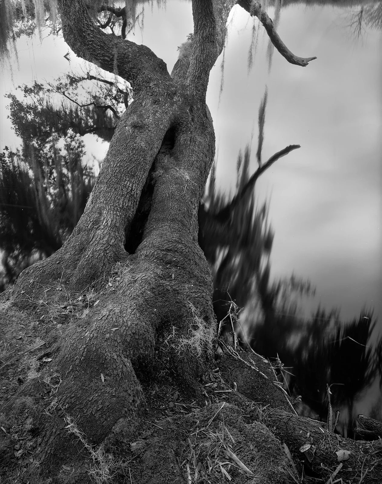 Myakka-River-Oak.jpg