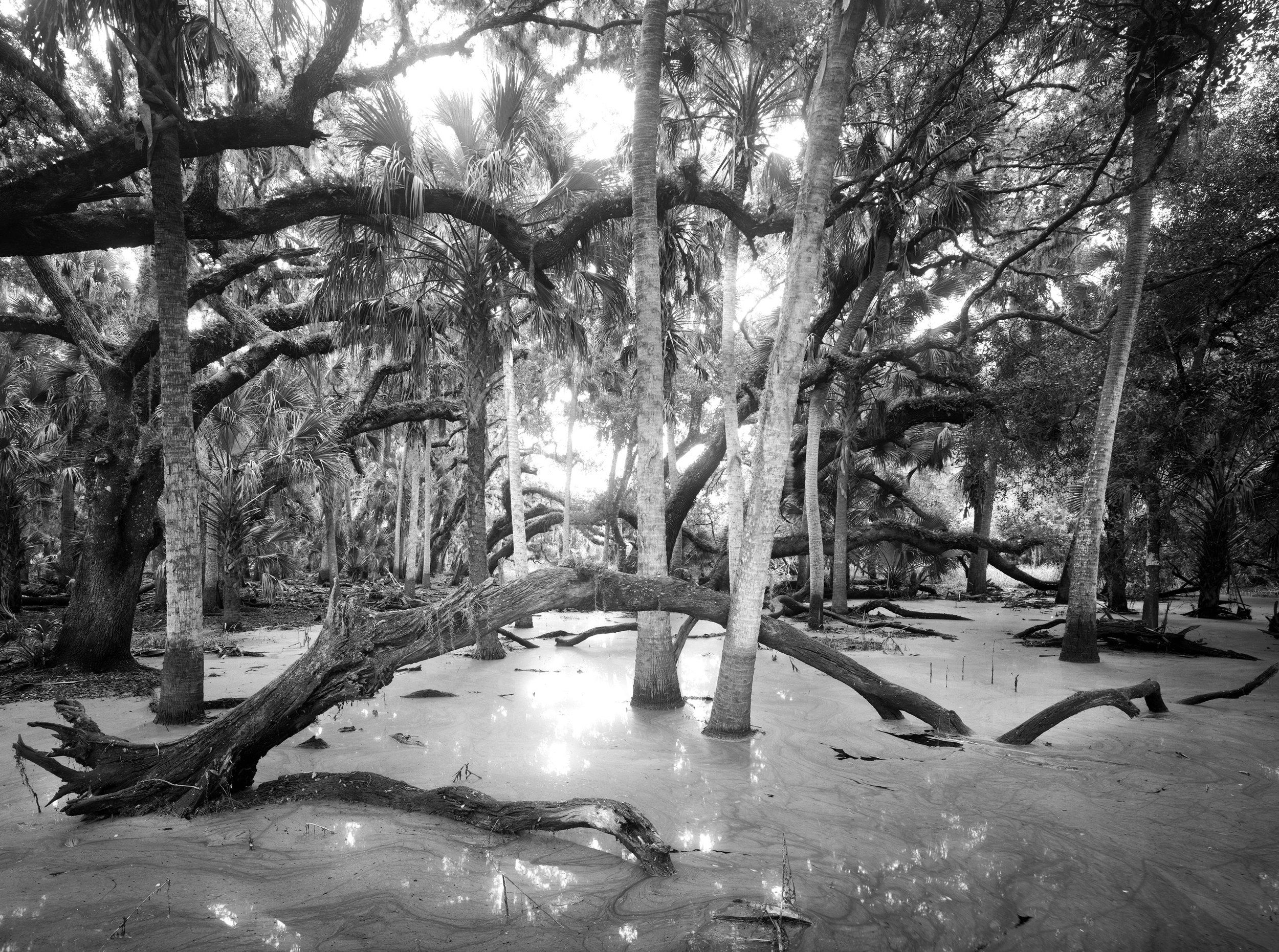 Paul Tilton | Myakka Curve
