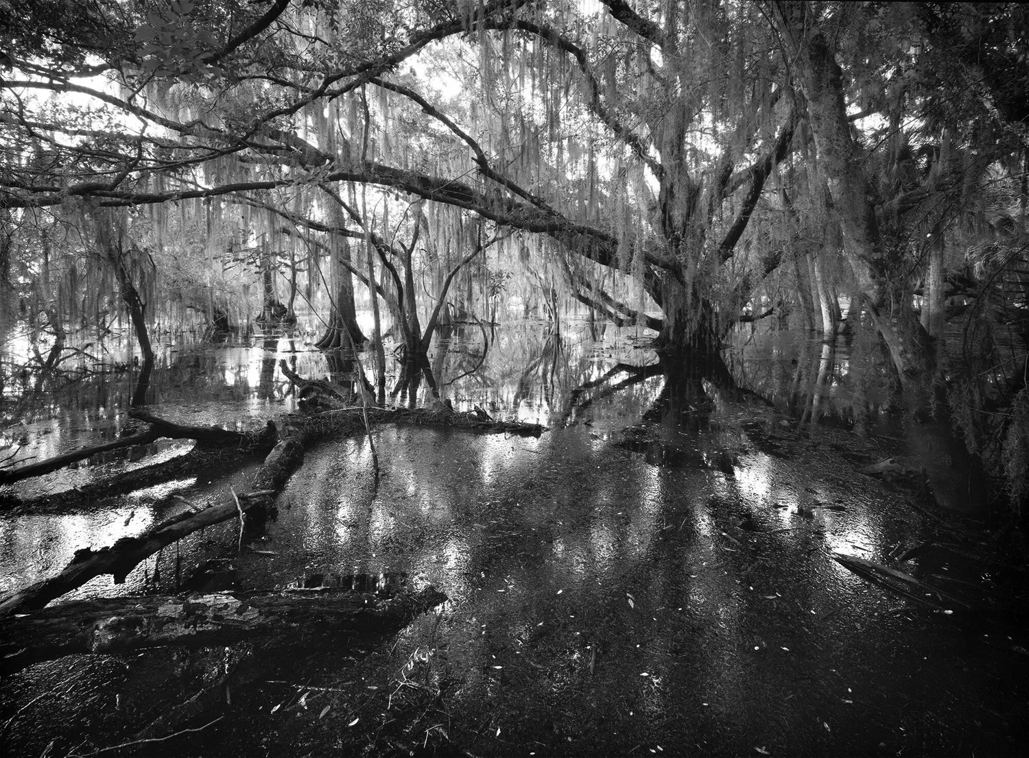 Myakka-Swamp-Study-2.jpeg