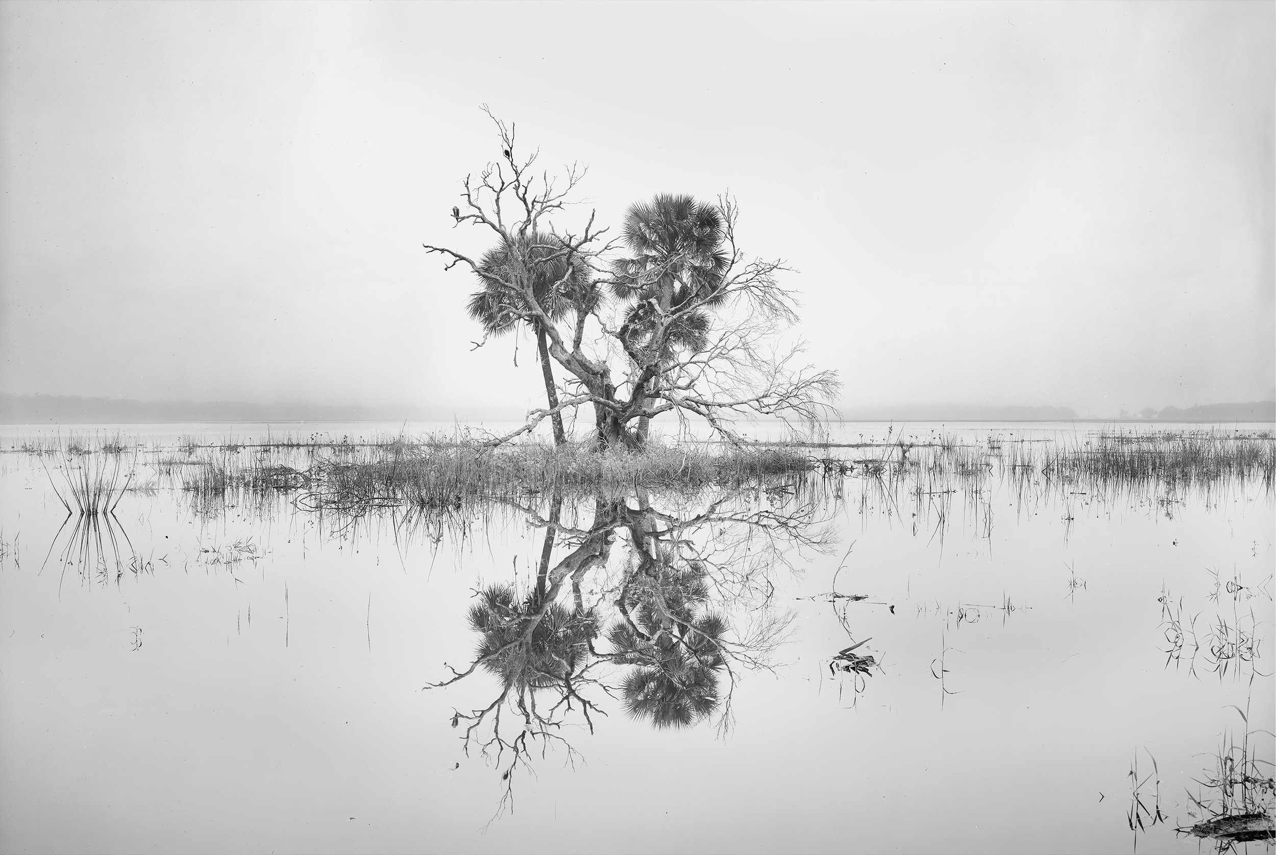 Myakka_Fog.jpg