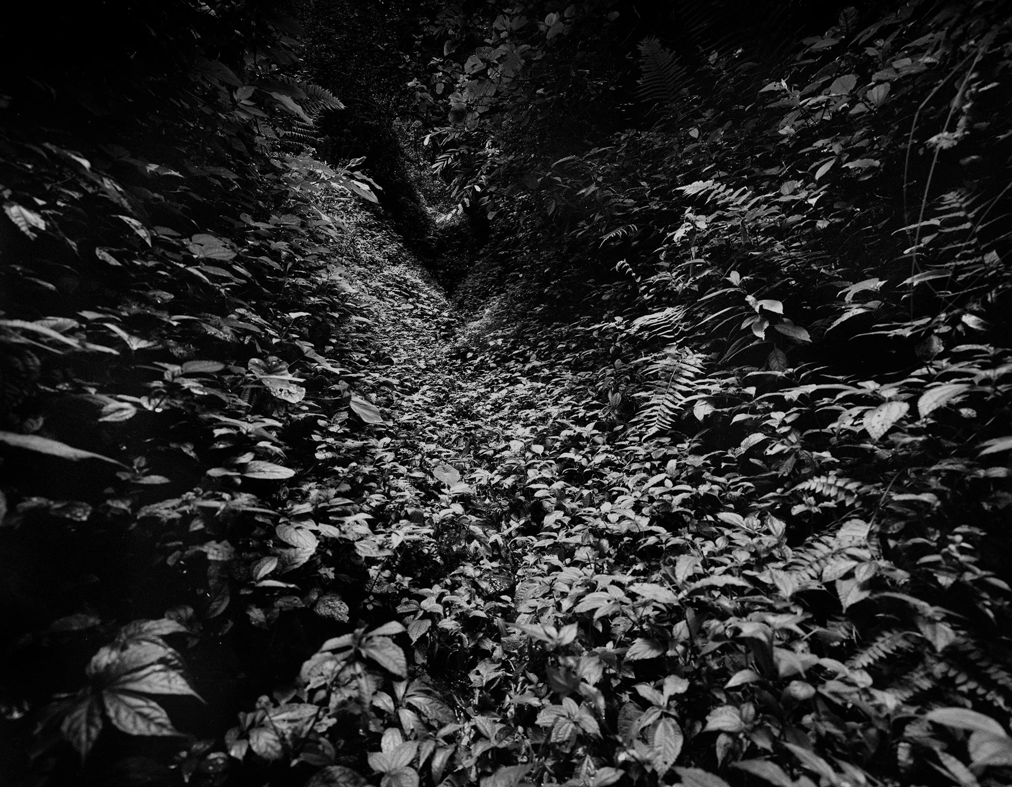 Paul Tilton | Nagarkot Metempsychosis