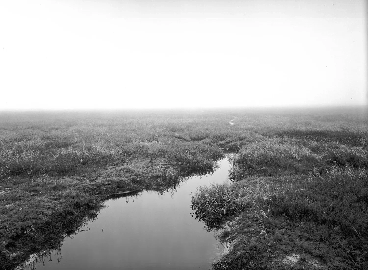 Myakka Fog III.jpeg