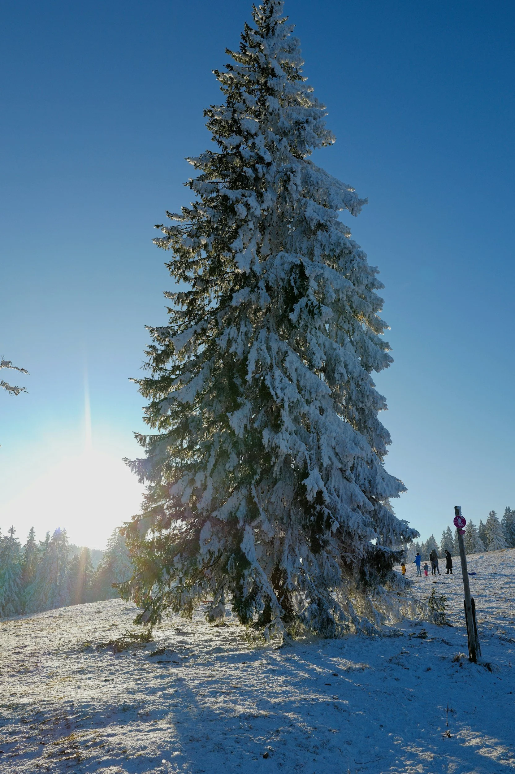 Image of a mature pine tree loaded with snow in the winter