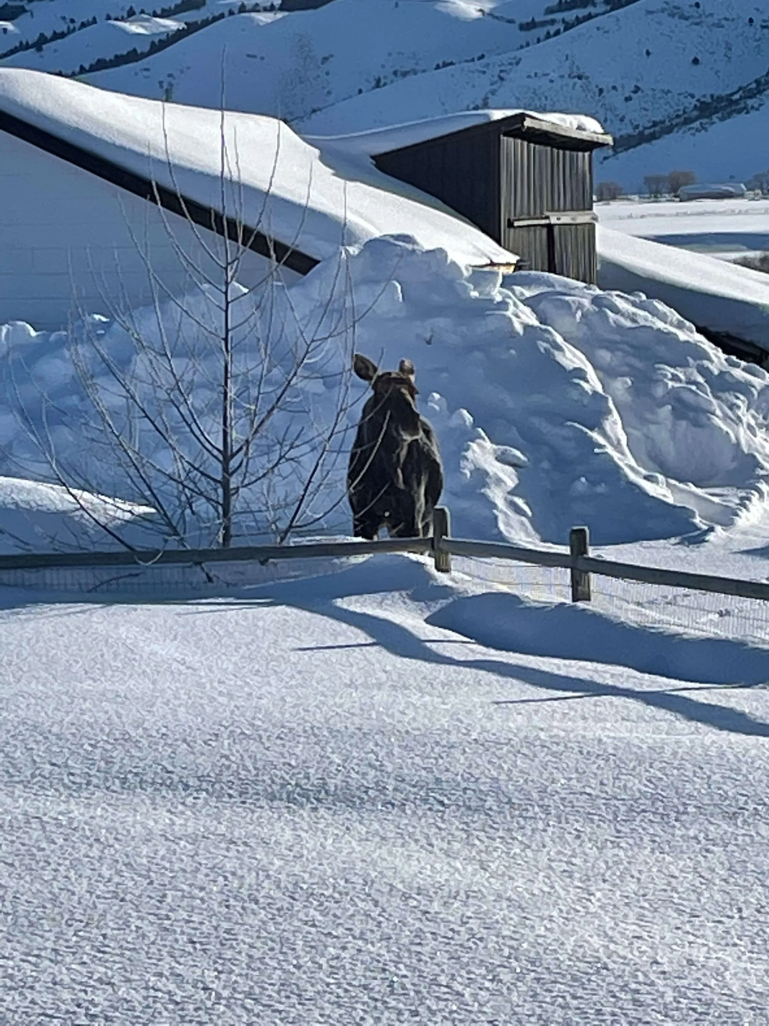 Moose eating the homeowners landscaping during an especially heavy winter in Star Valley Wyoming