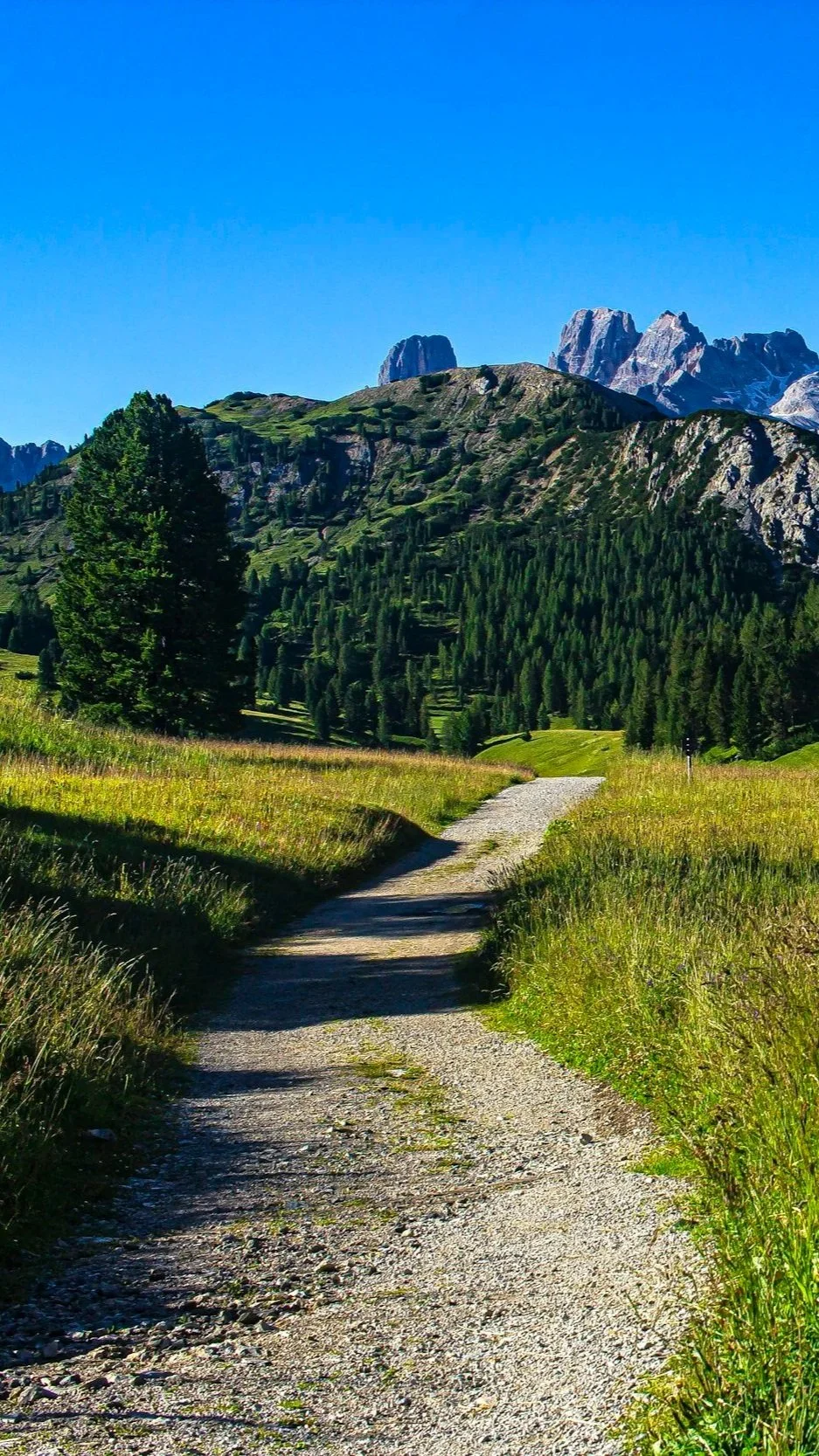 Image of a pathway through a mountain meadow that leads to mountains that are similar to the alpine forest around Star Valley