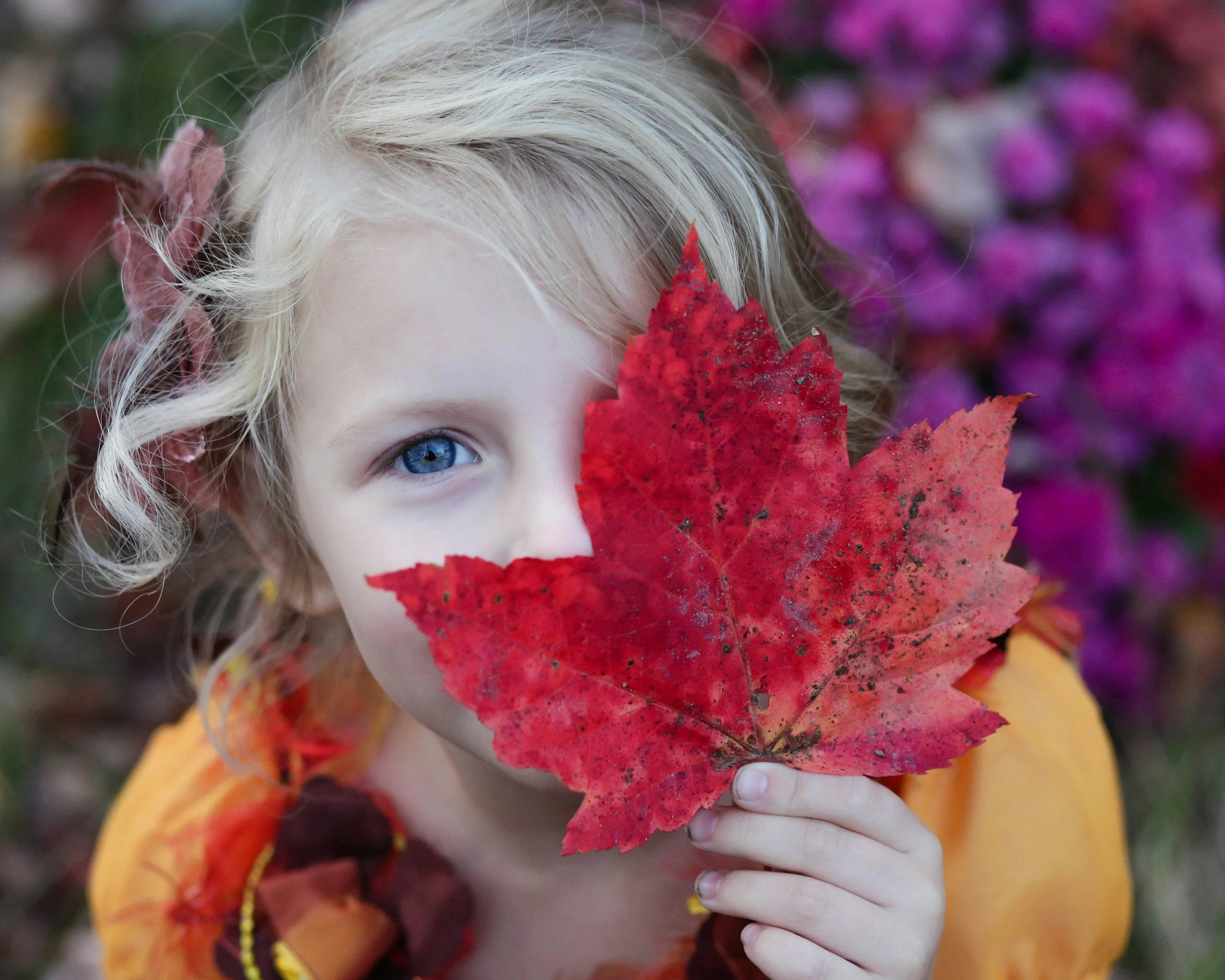 A young girl with curly blonde hair and blue eyes holds a large red maple leaf in front of her face, partially covering her nose and mouth, with purple flowers in the background.
