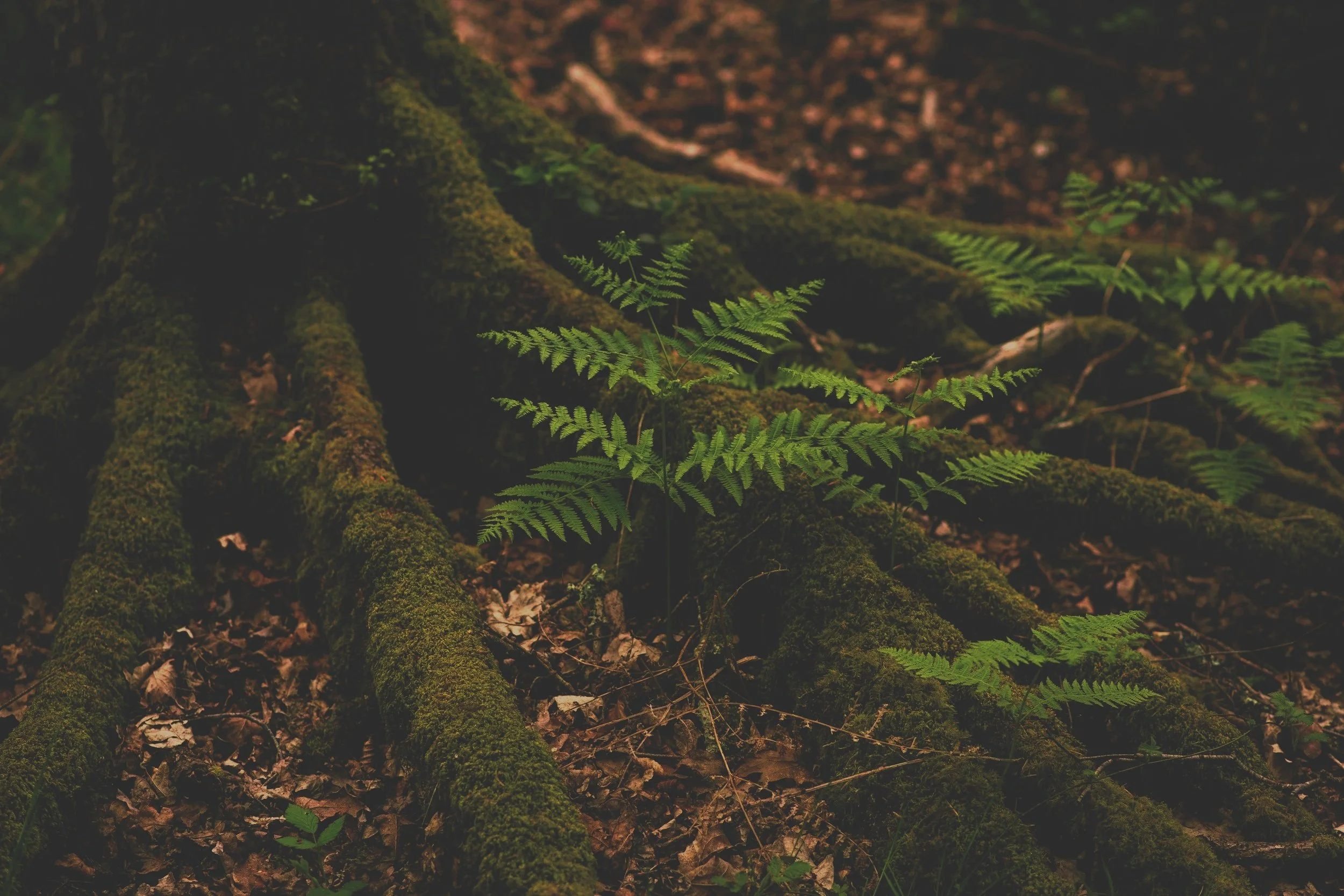 Grounding Techniques — Free Resource for Your Nervous System