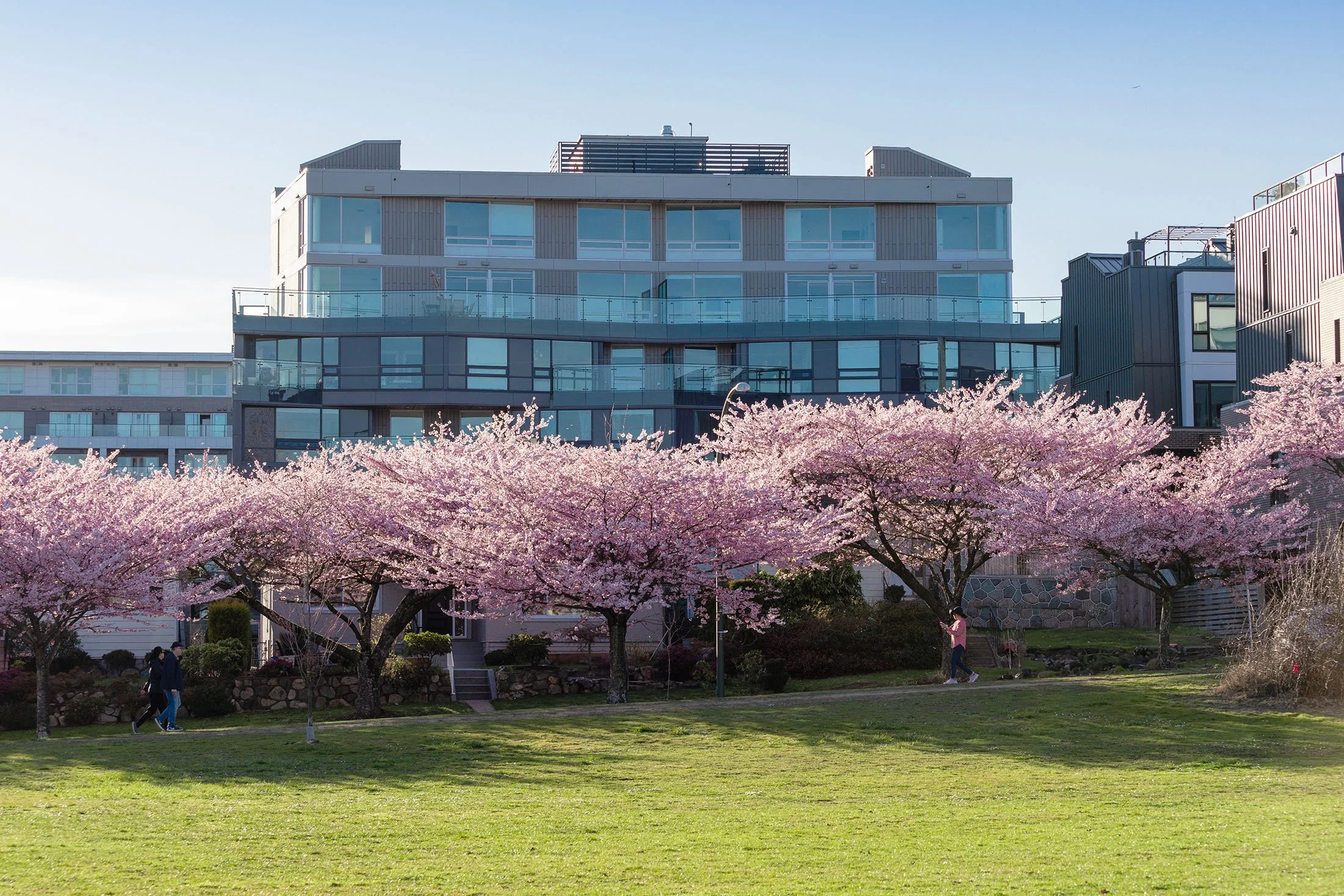 Cherry blossom trees in full bloom with pink flowers, a grassy lawn, and modern apartment buildings in the background under a clear sky.