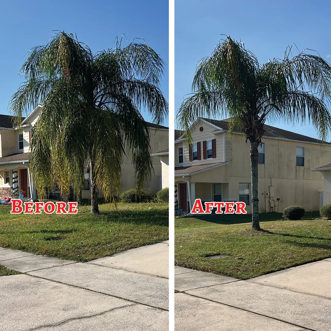 Palm Tree.jpg