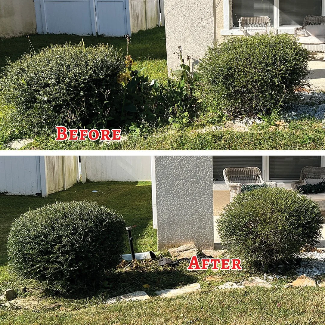 Bushes.jpg