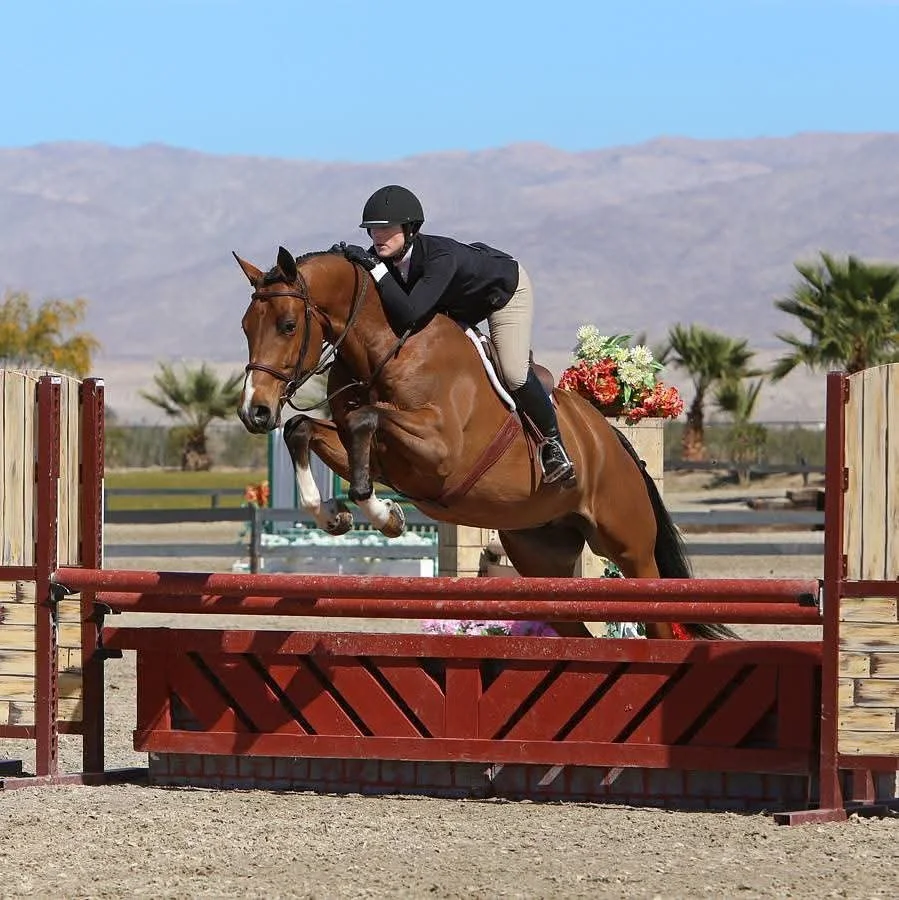 Horse Sales & Leasing